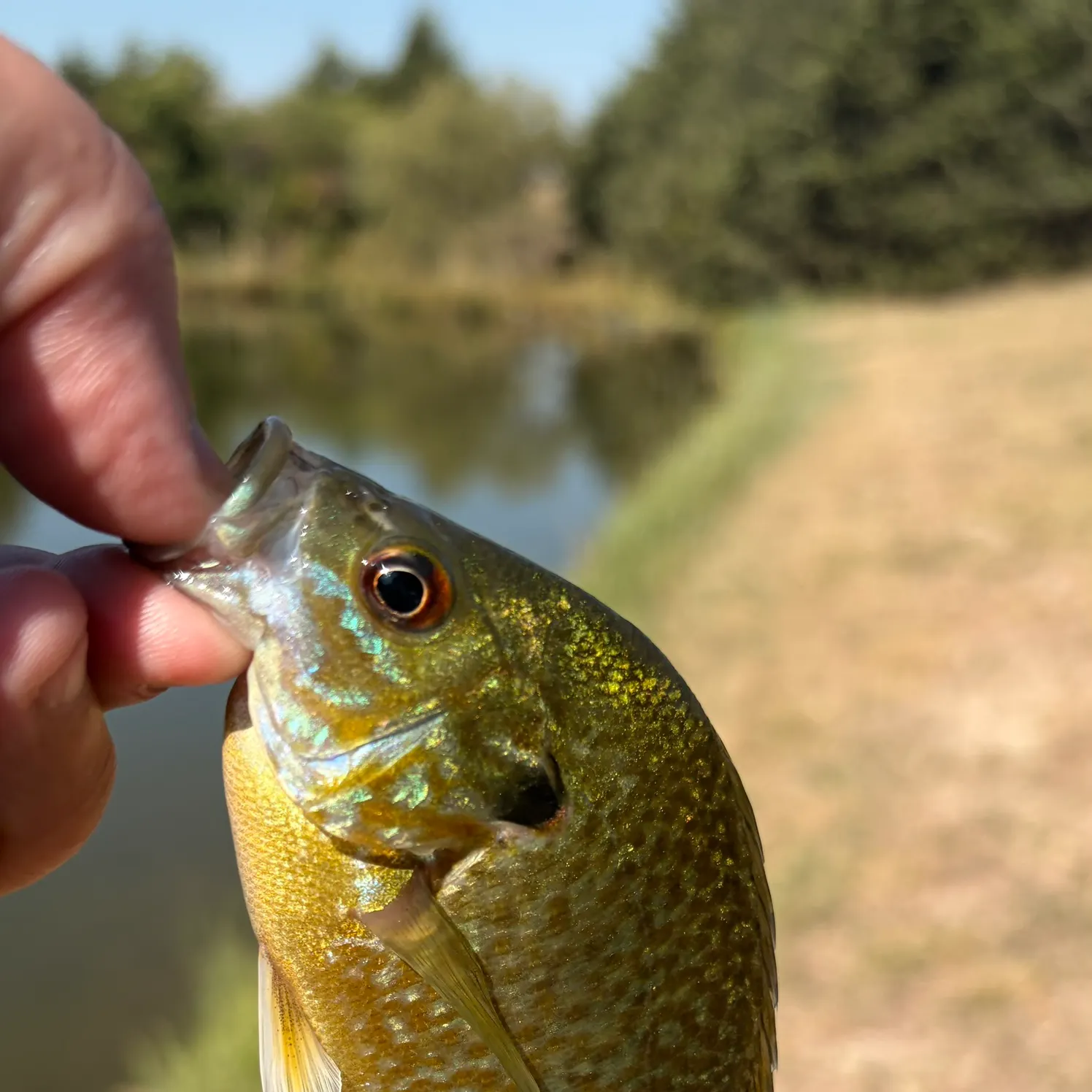 Greengill hybrid caught on Fishbrain