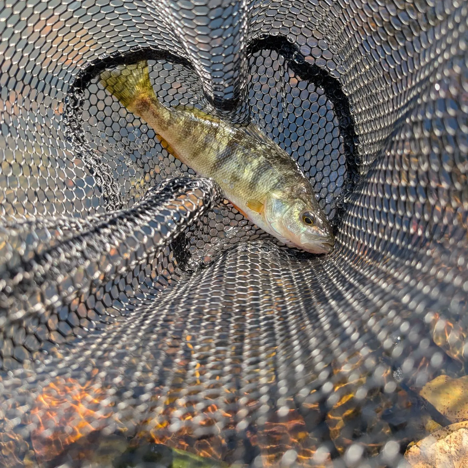 Yellow perch caught on Fishbrain