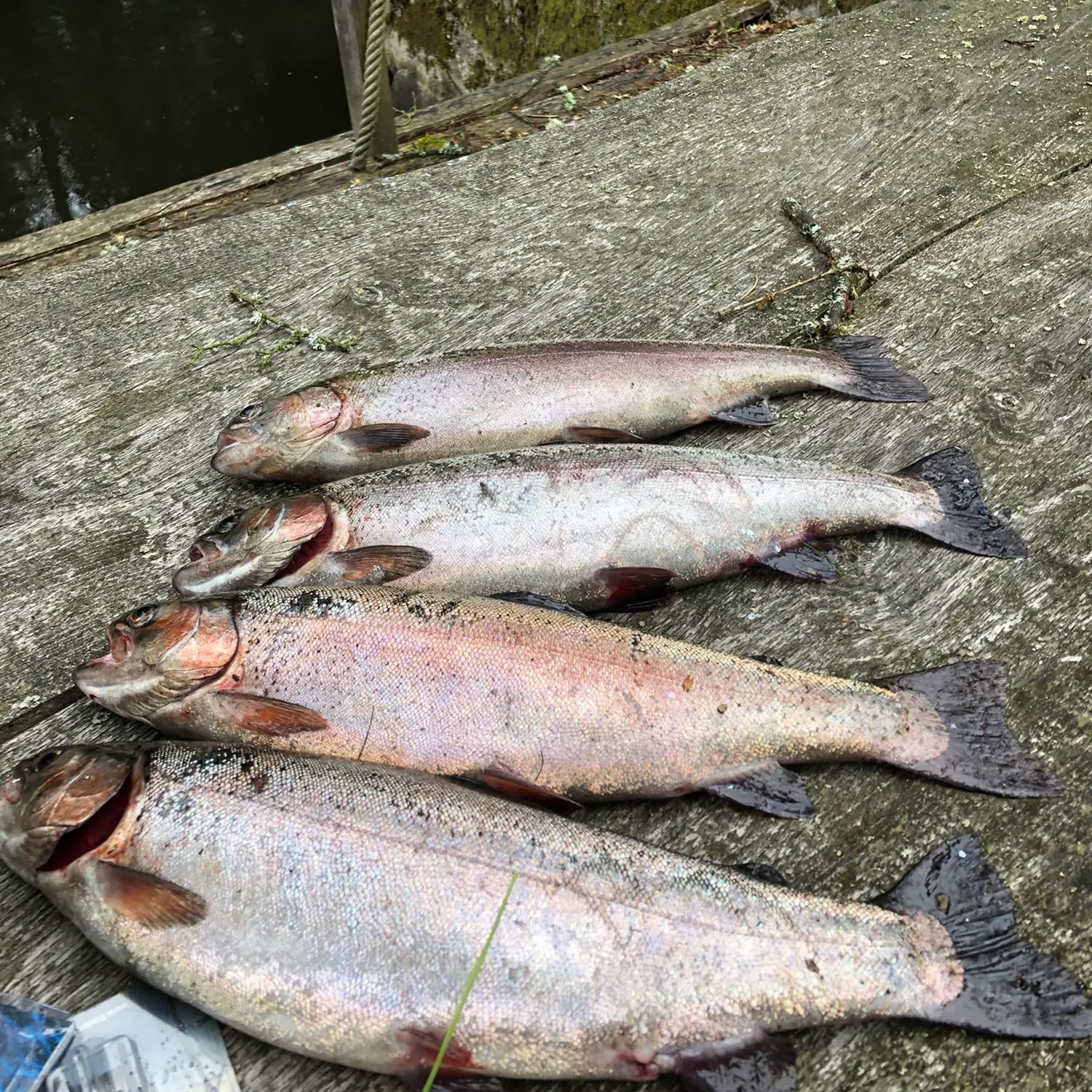 recently logged catches