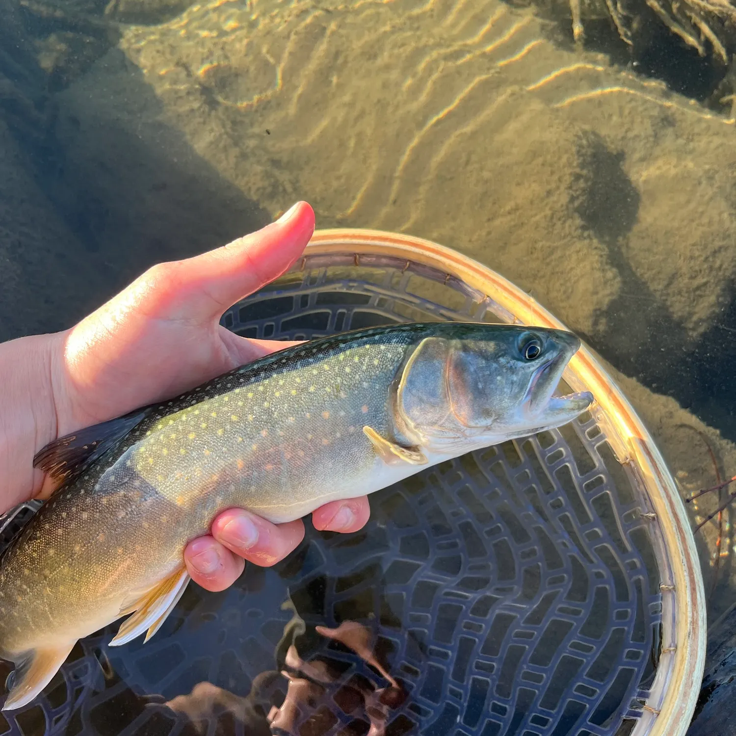 Bull trout caught on Fishbrain