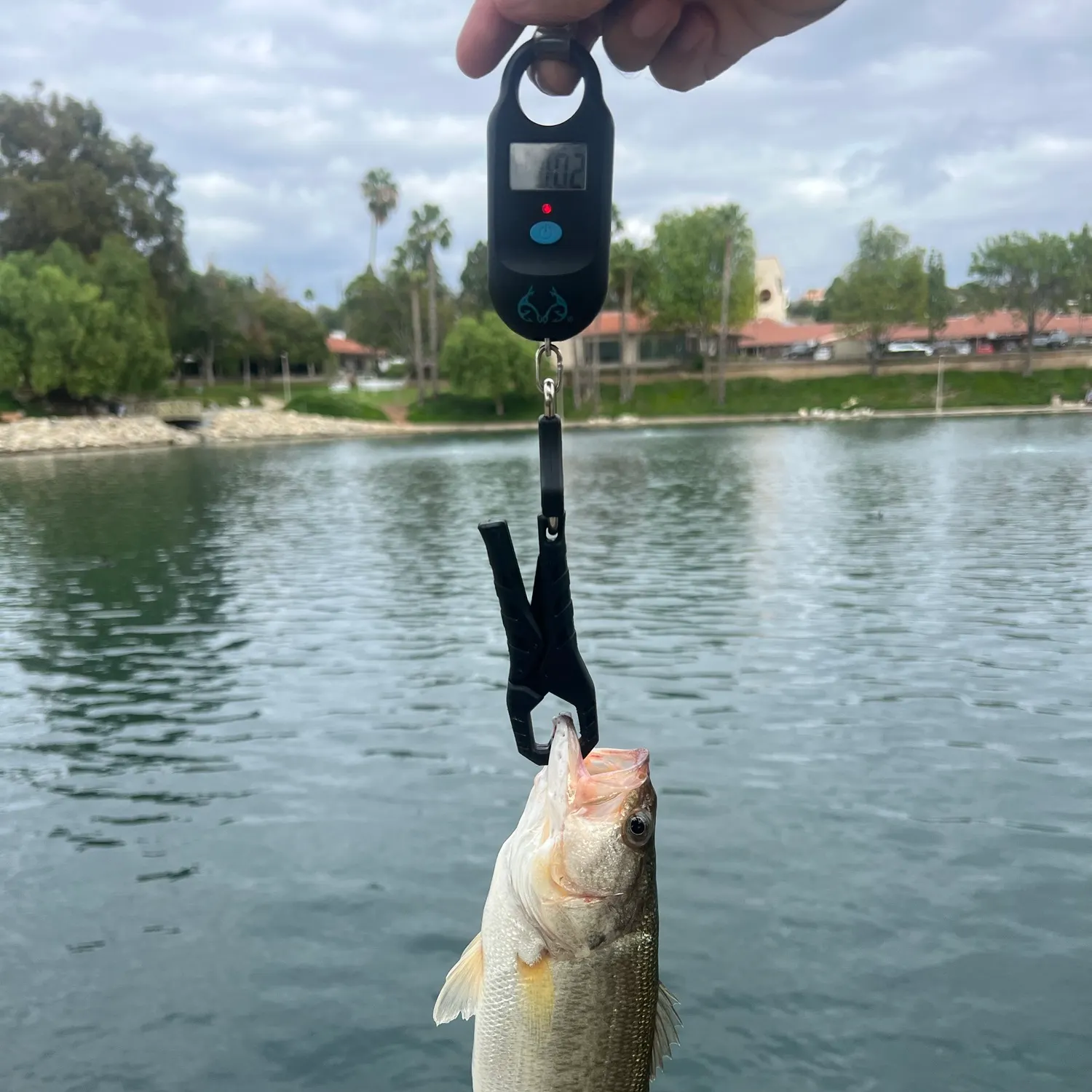 Fish caught on Fishbrain