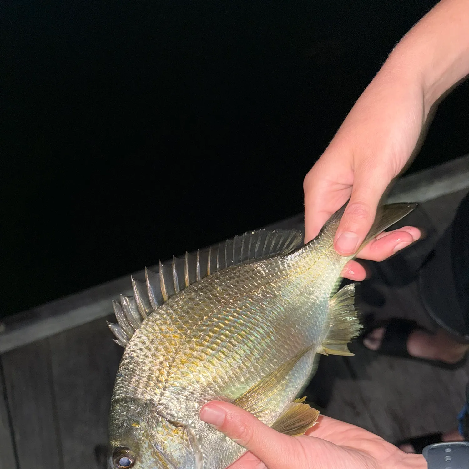 Southern black bream caught on Fishbrain