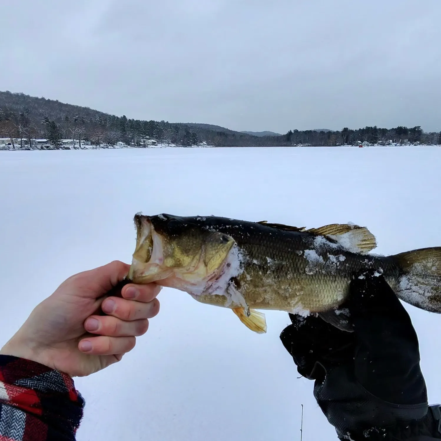 The most recent Largemouth bass catches on Fishbrain