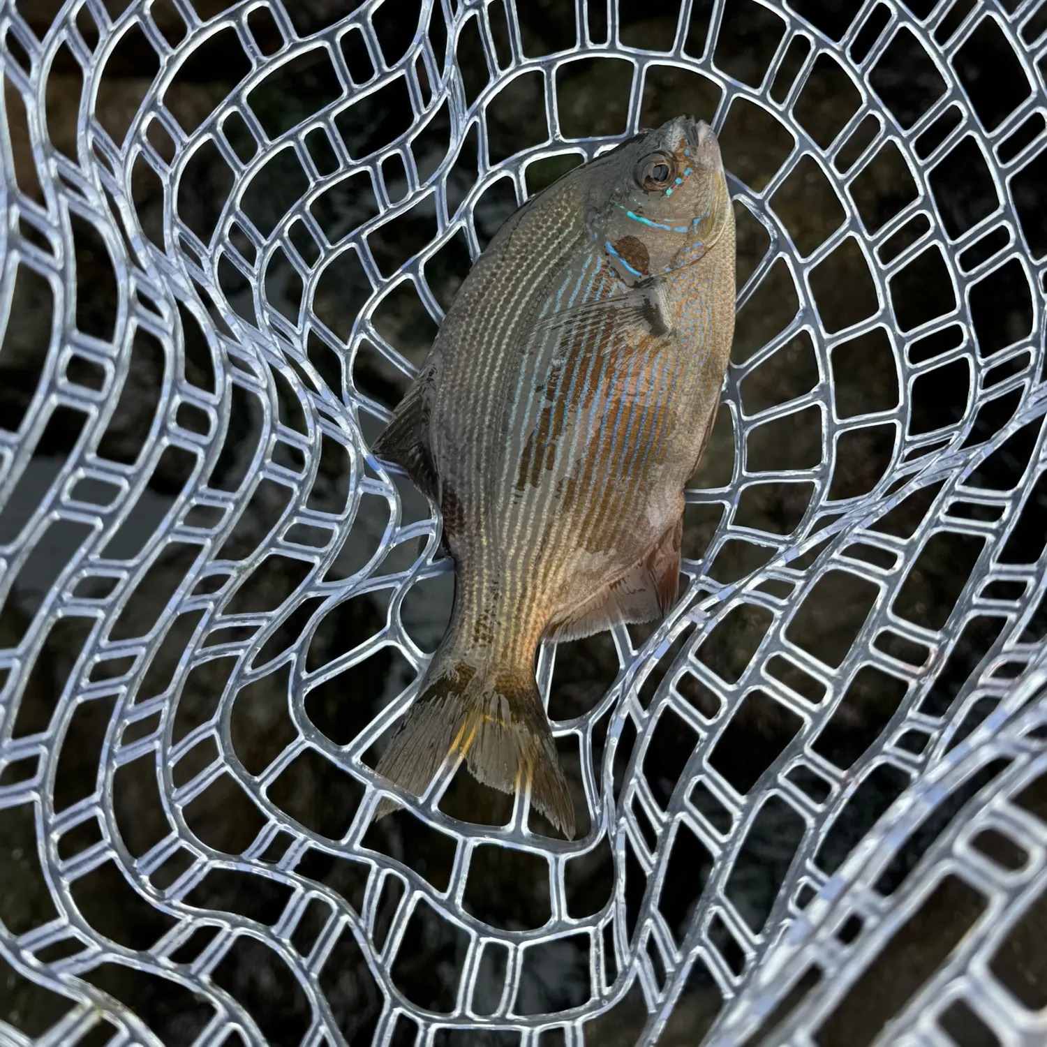 Black perch caught on Fishbrain