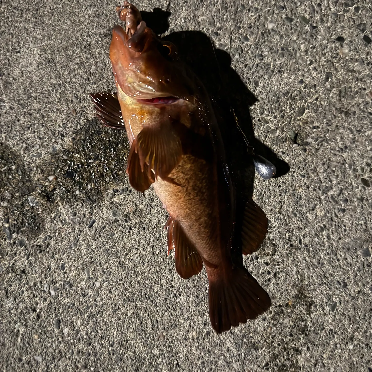 Copper rockfish caught on Fishbrain
