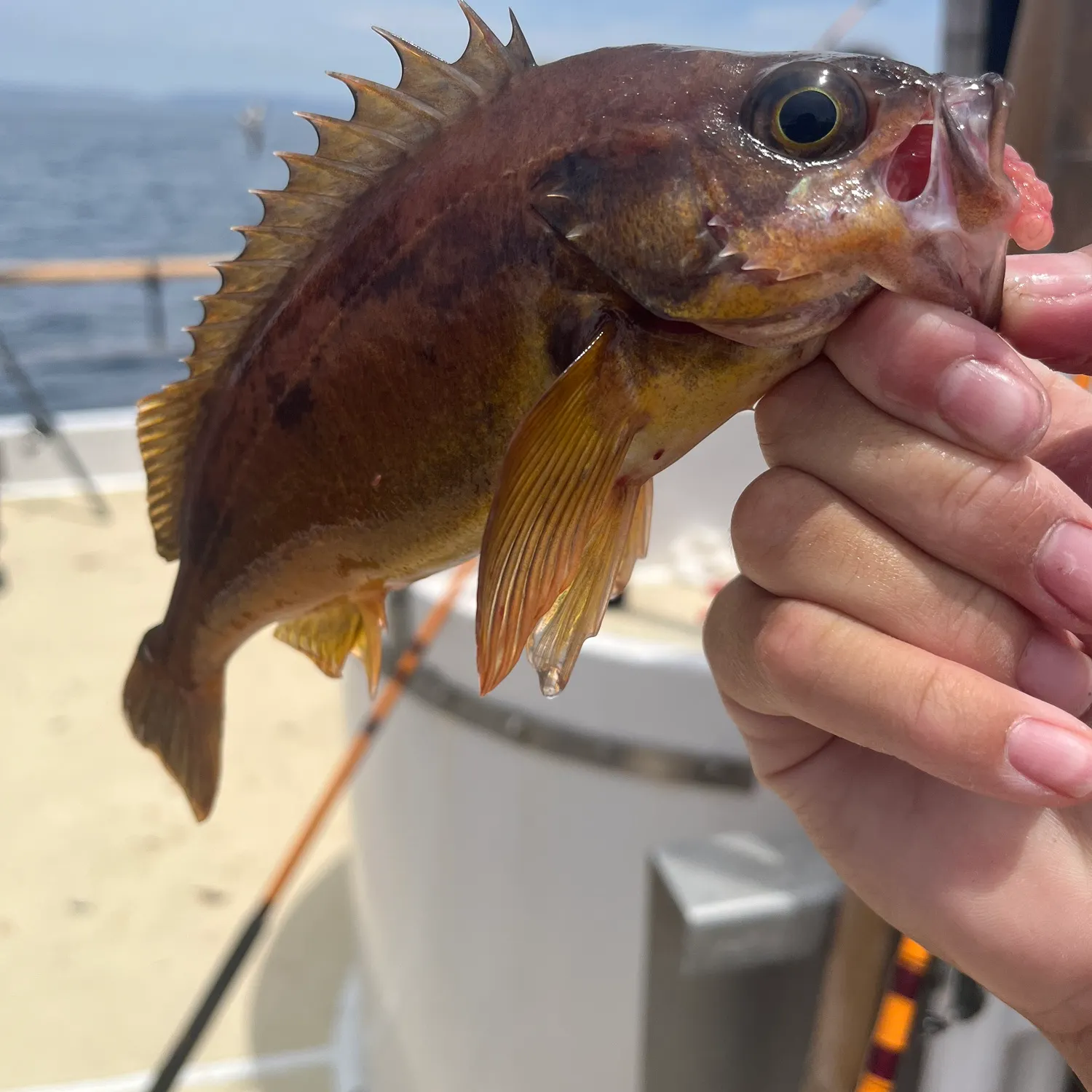 The most recent Squarespot rockfish catches on Fishbrain