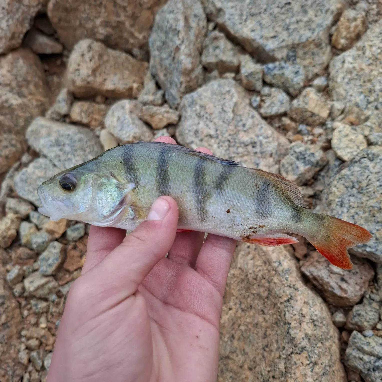 European perch caught on Fishbrain