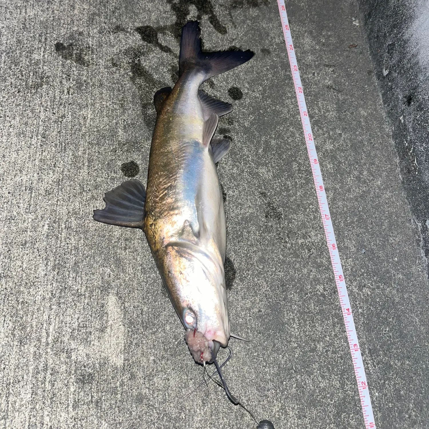 The most recent Blue salmon catfish catches on Fishbrain