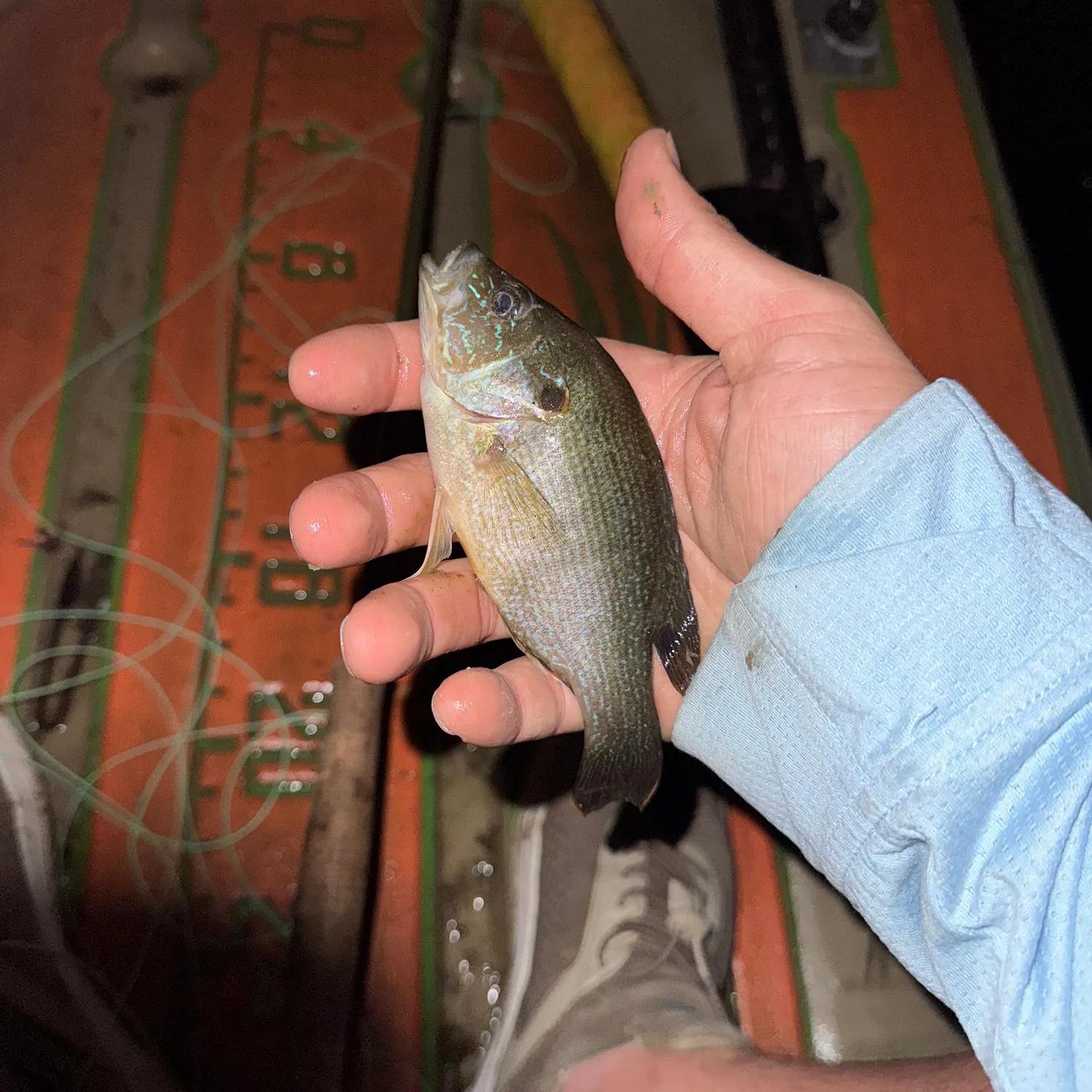 Green sunfish caught on Fishbrain