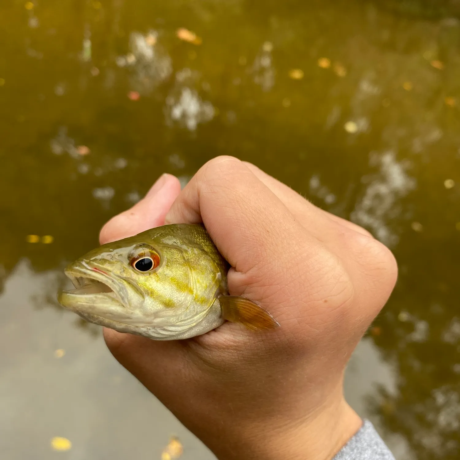 Smallmouth bass caught on Fishbrain