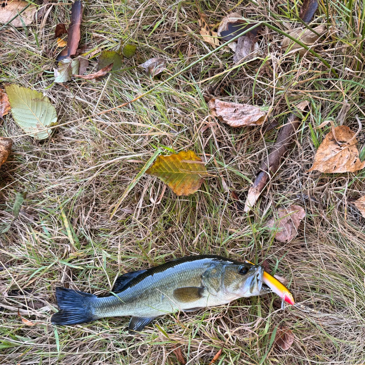 Largemouth bass caught on Fishbrain