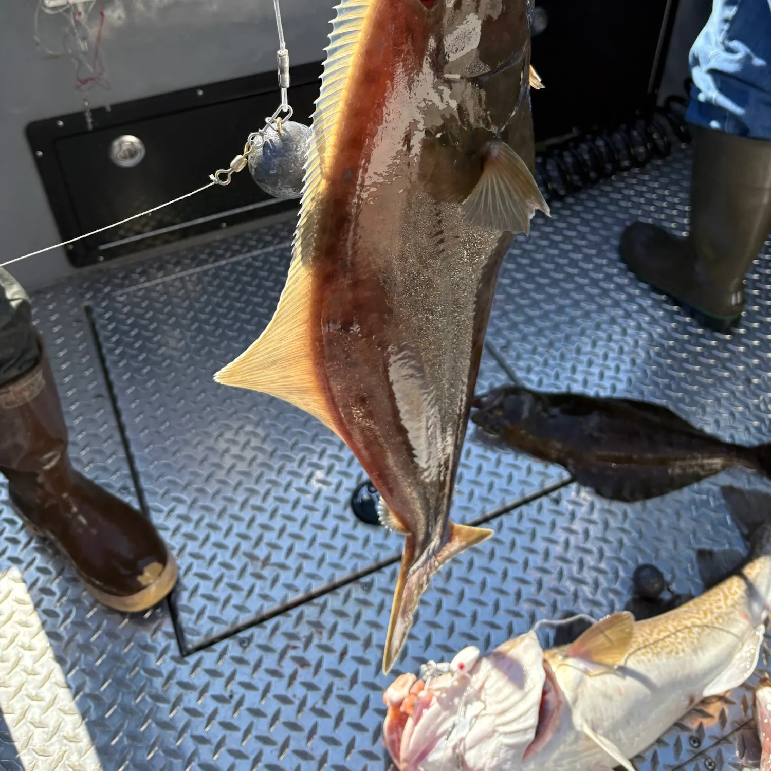 Pacific halibut caught on Fishbrain