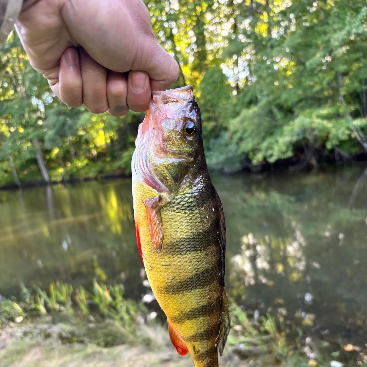 Yellow perch caught on Fishbrain