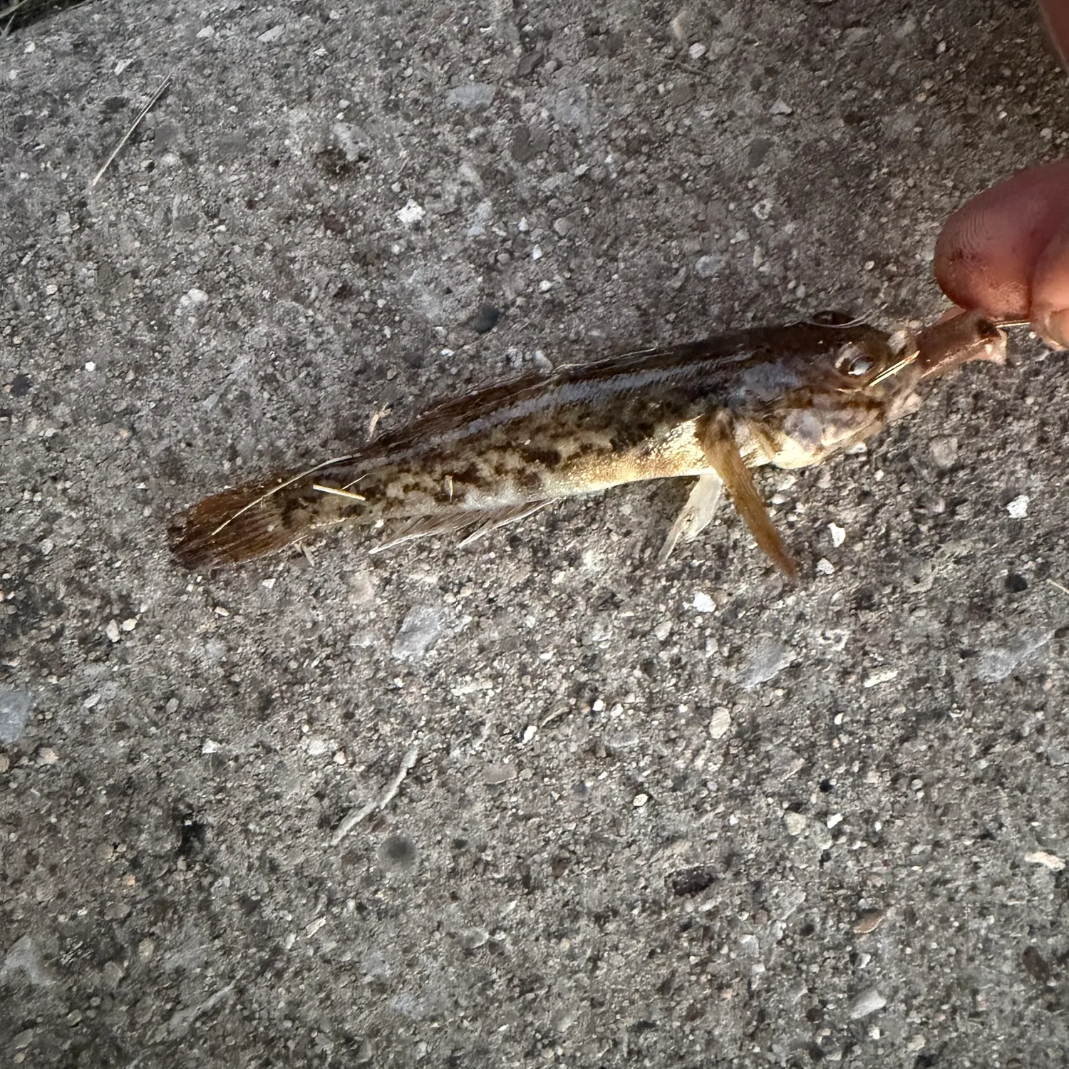 Round goby caught on Fishbrain
