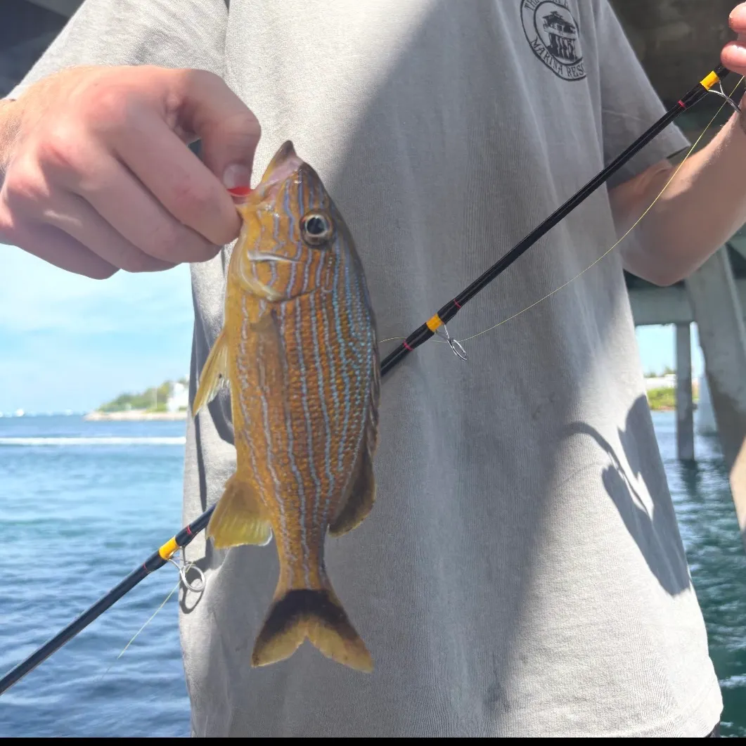 The most recent Bluestriped grunt catches on Fishbrain