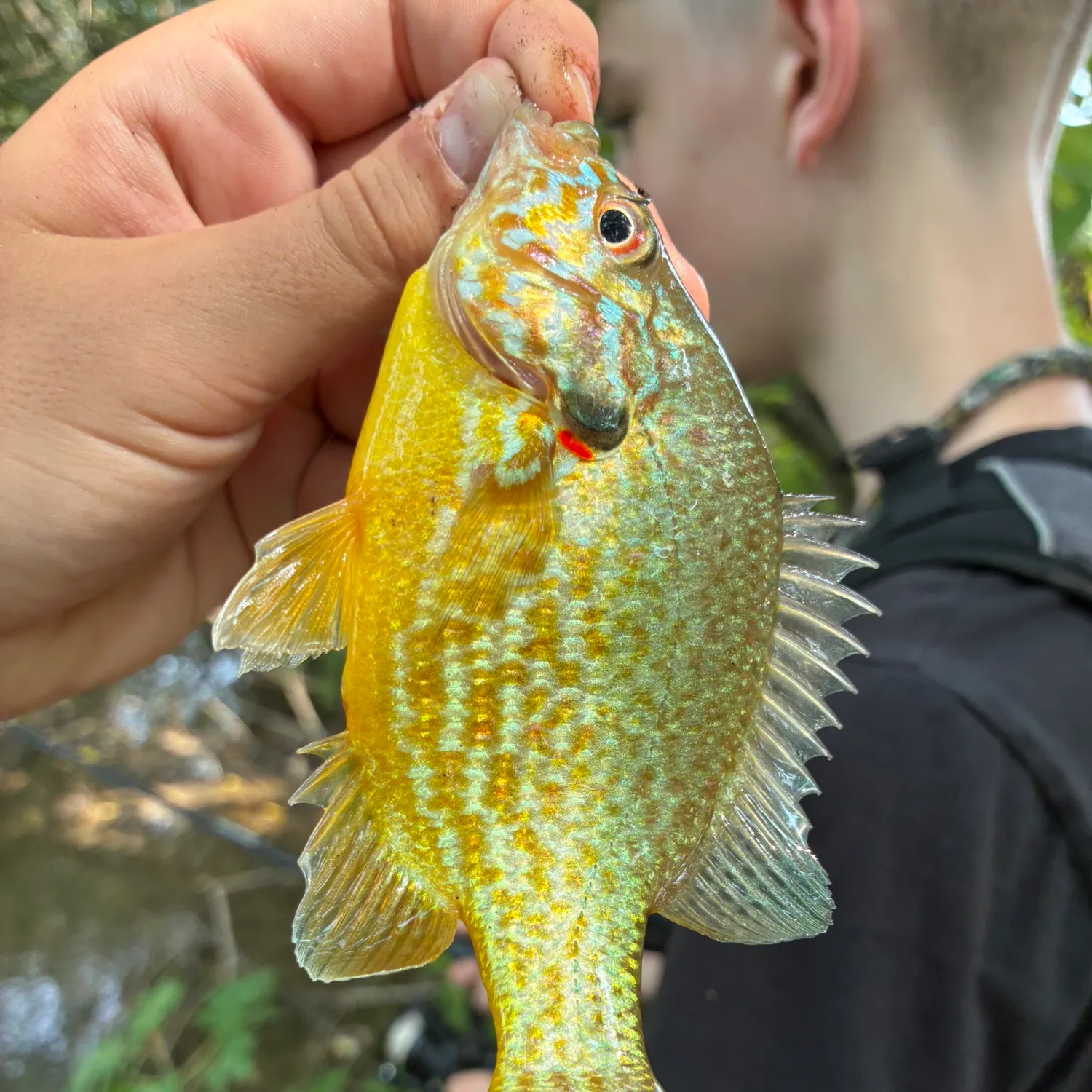 Pumpkinseed caught on Fishbrain