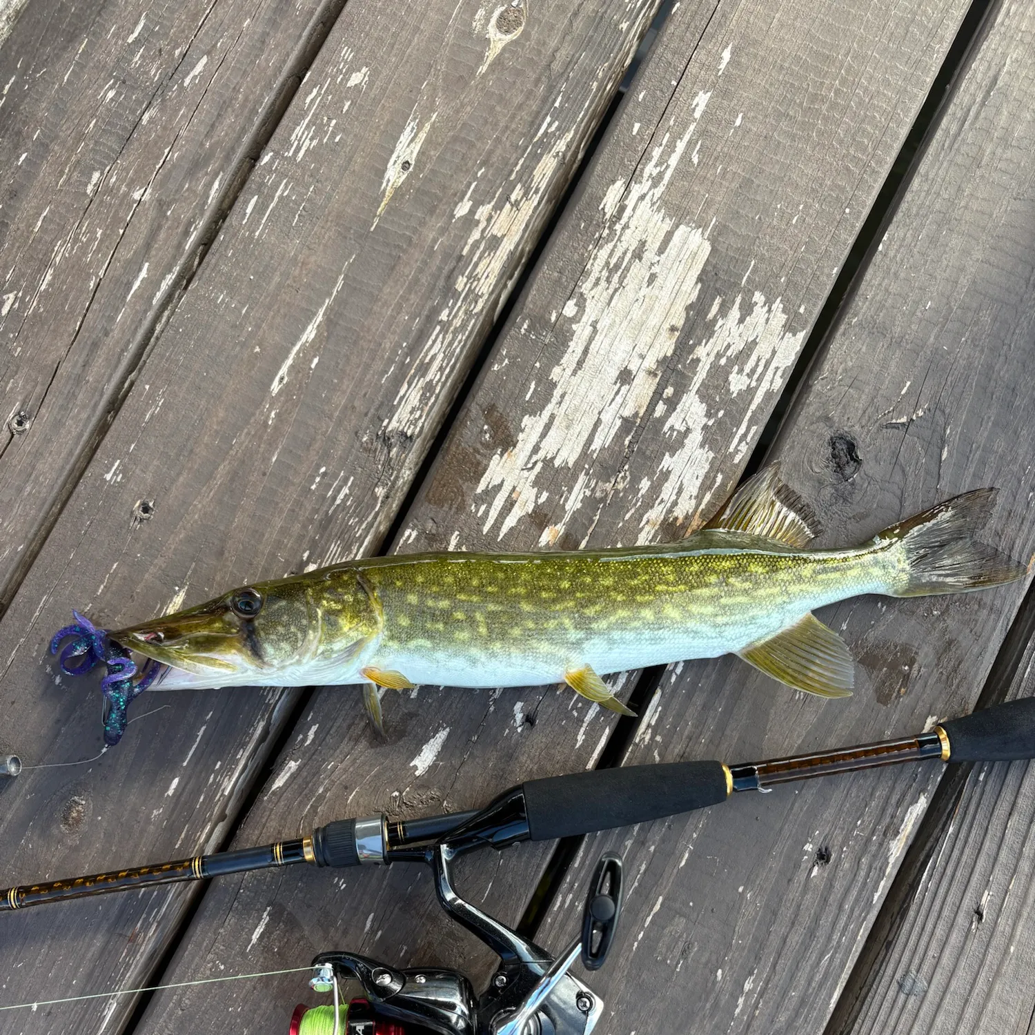 Chain pickerel caught on Fishbrain