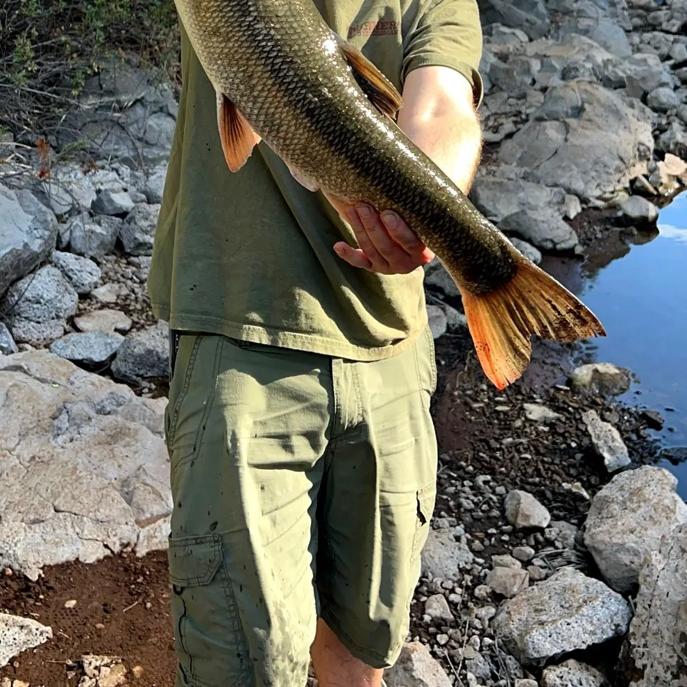The most recent Sacramento pikeminnow catches on Fishbrain