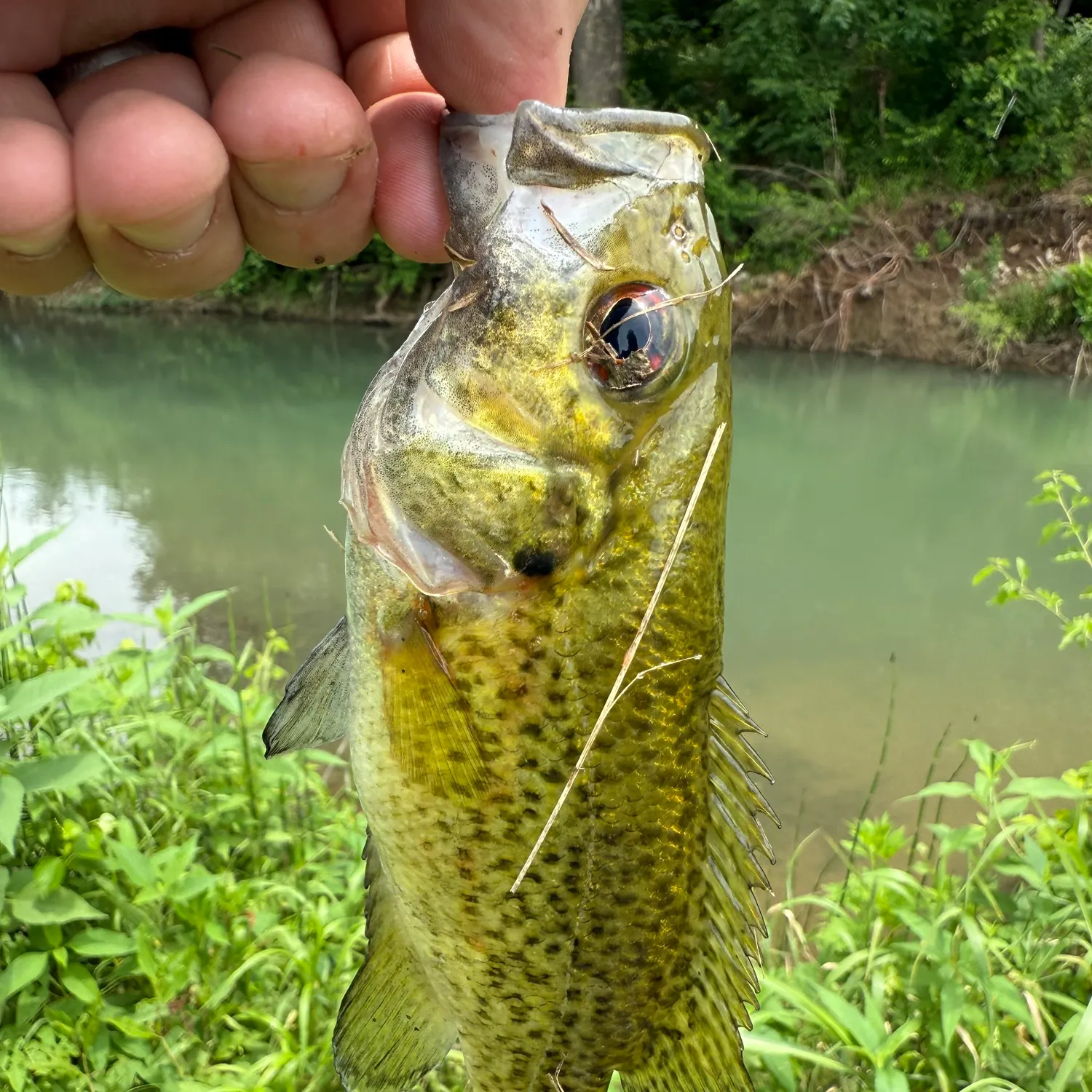 most liked catch image