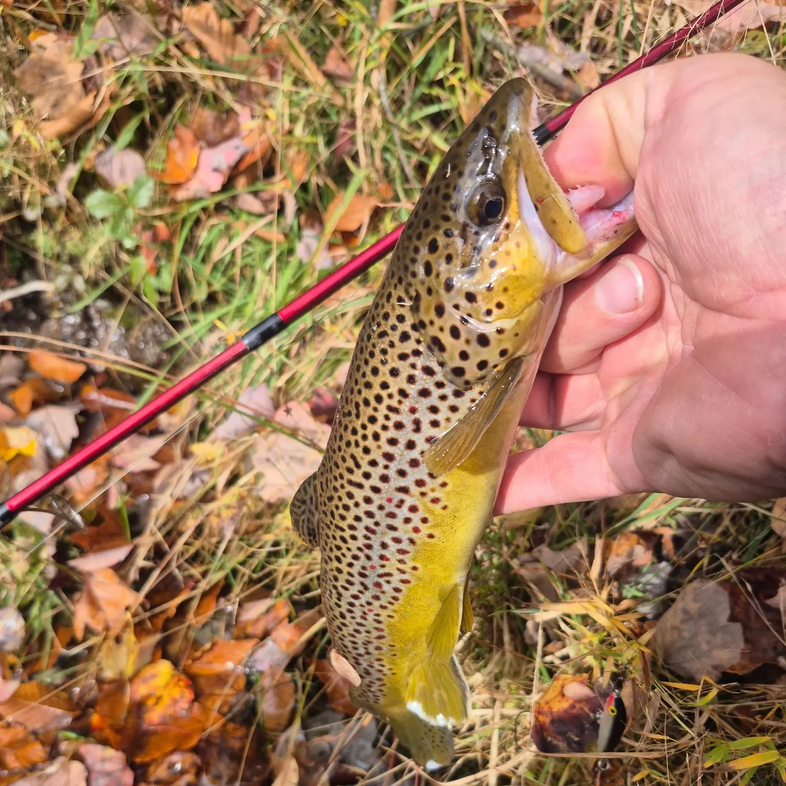 Brown trout caught on Fishbrain