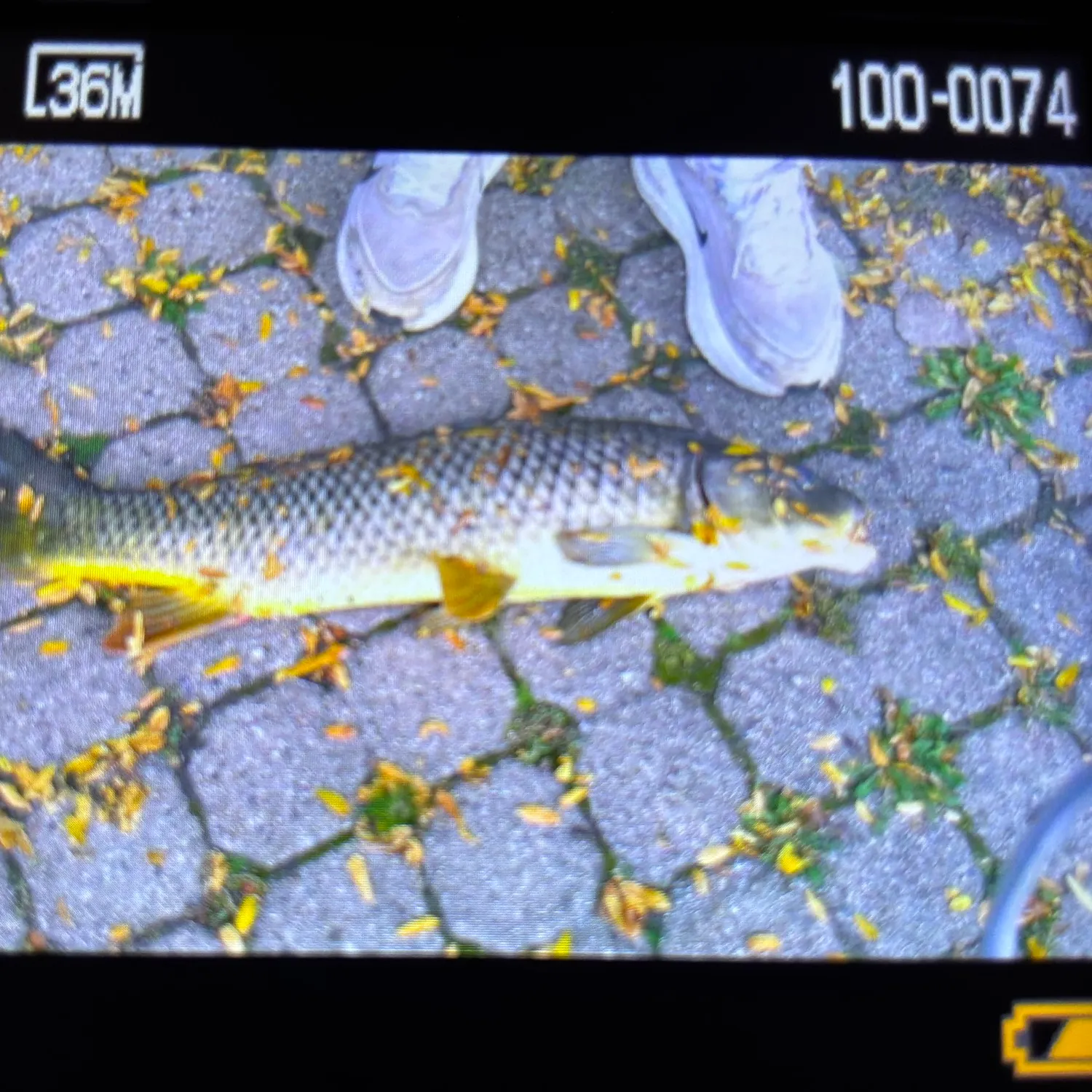 Common carp caught on Fishbrain