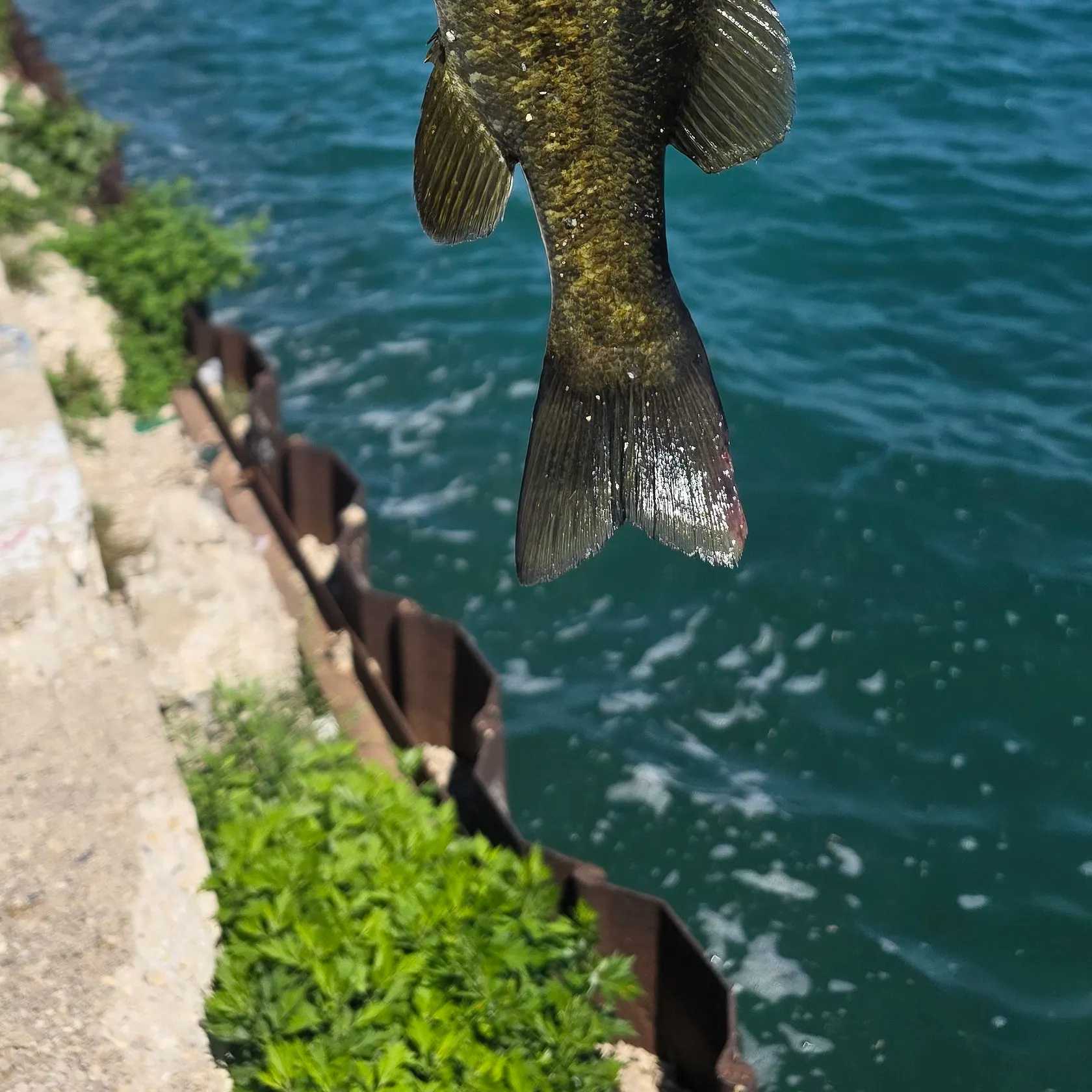 Fish caught on Fishbrain