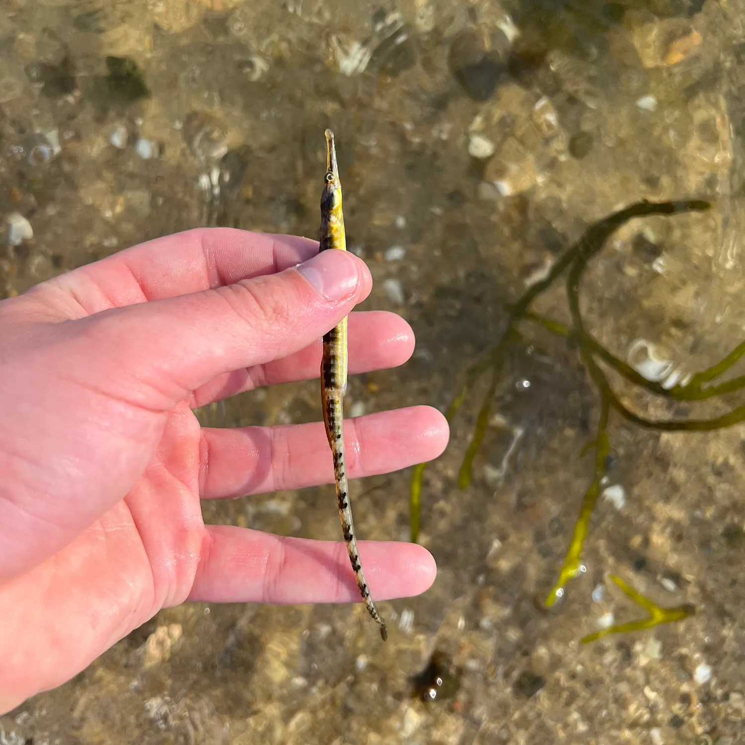 The most recent Northern pipefish catches on Fishbrain