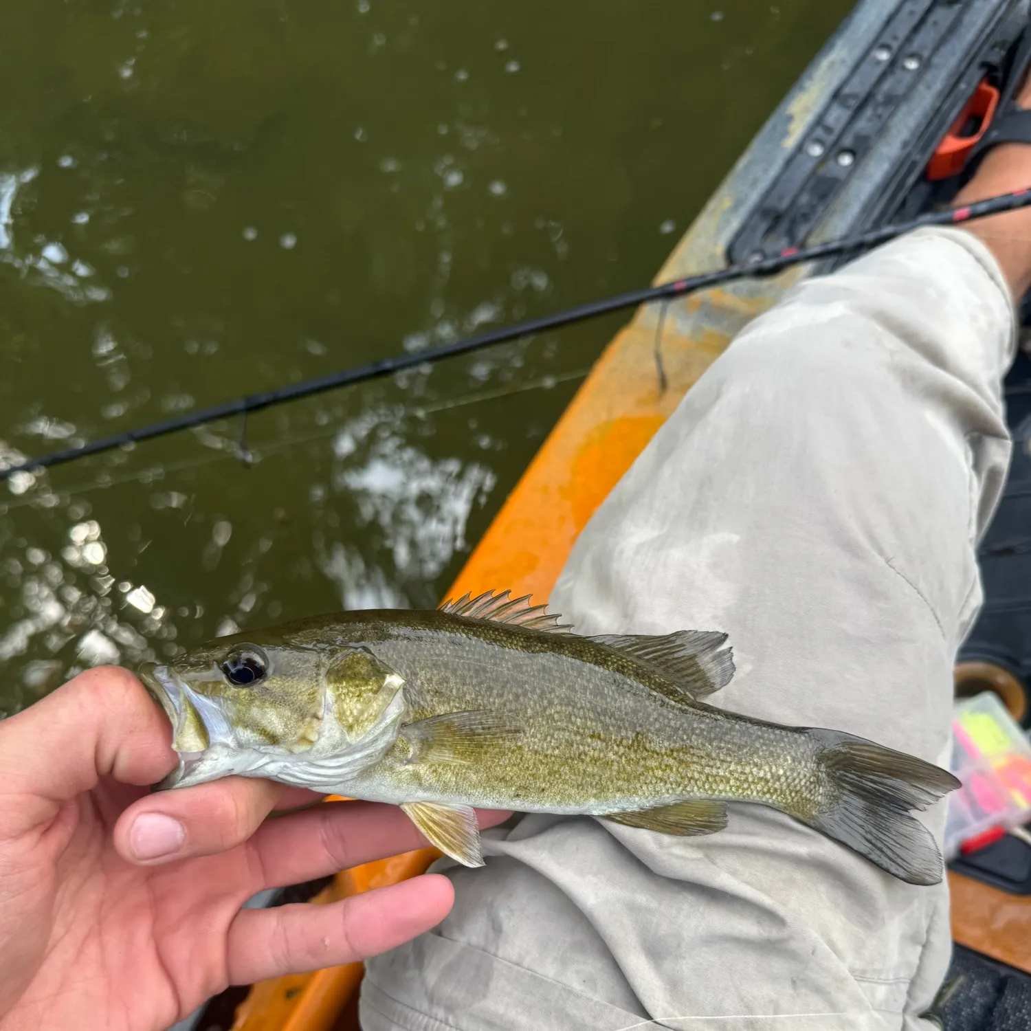 Smallmouth bass caught on Fishbrain