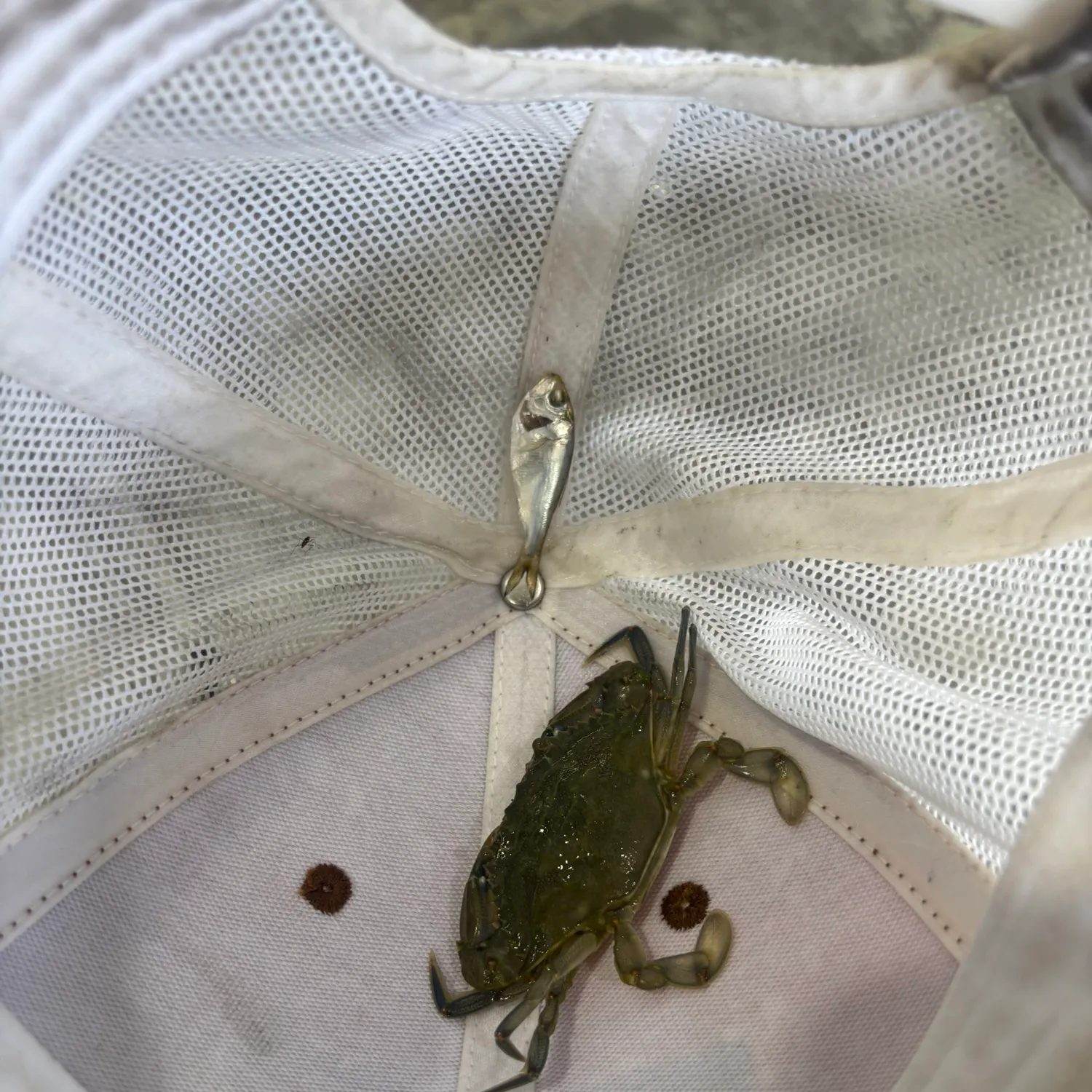 angler catch