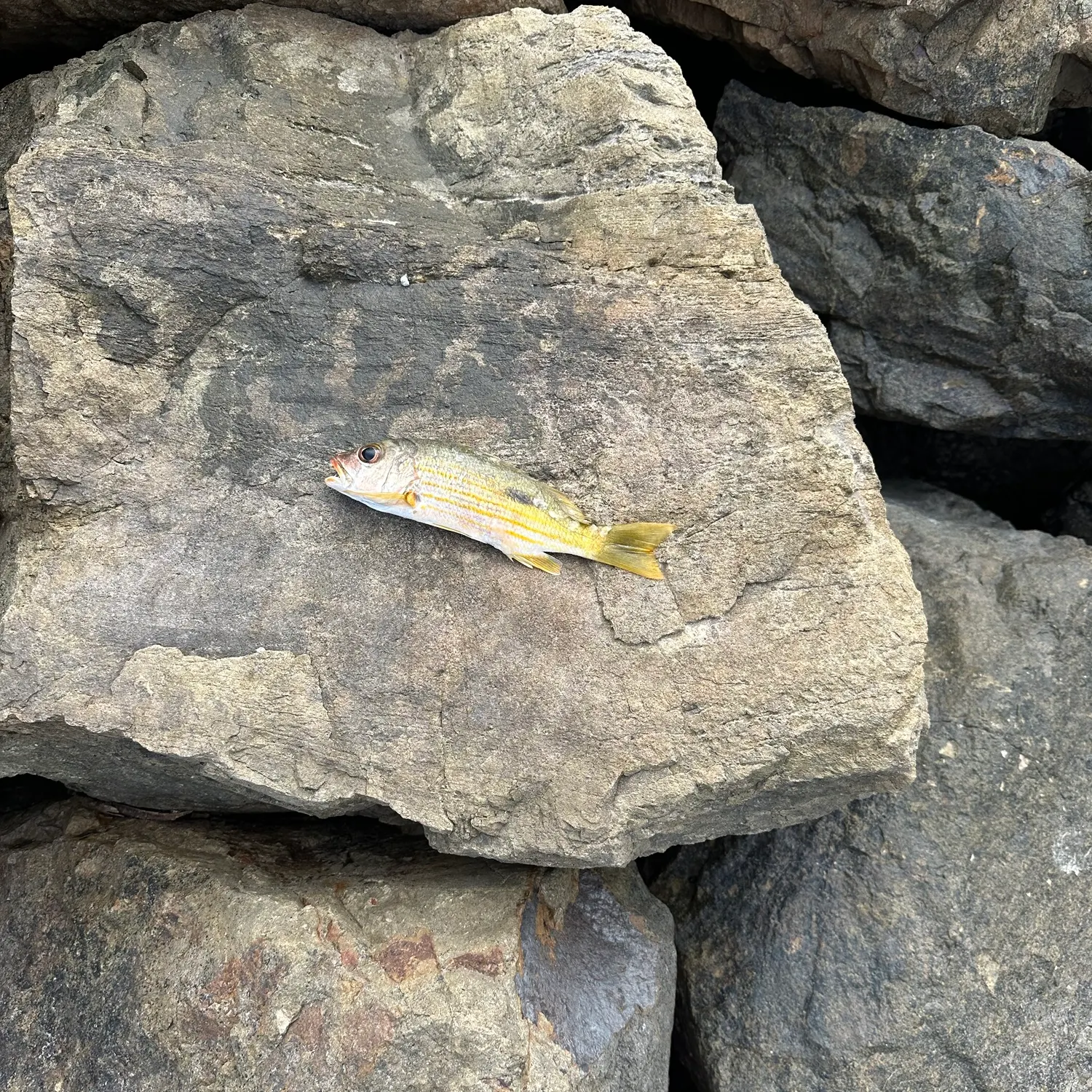 The most recent Dory snapper catches on Fishbrain
