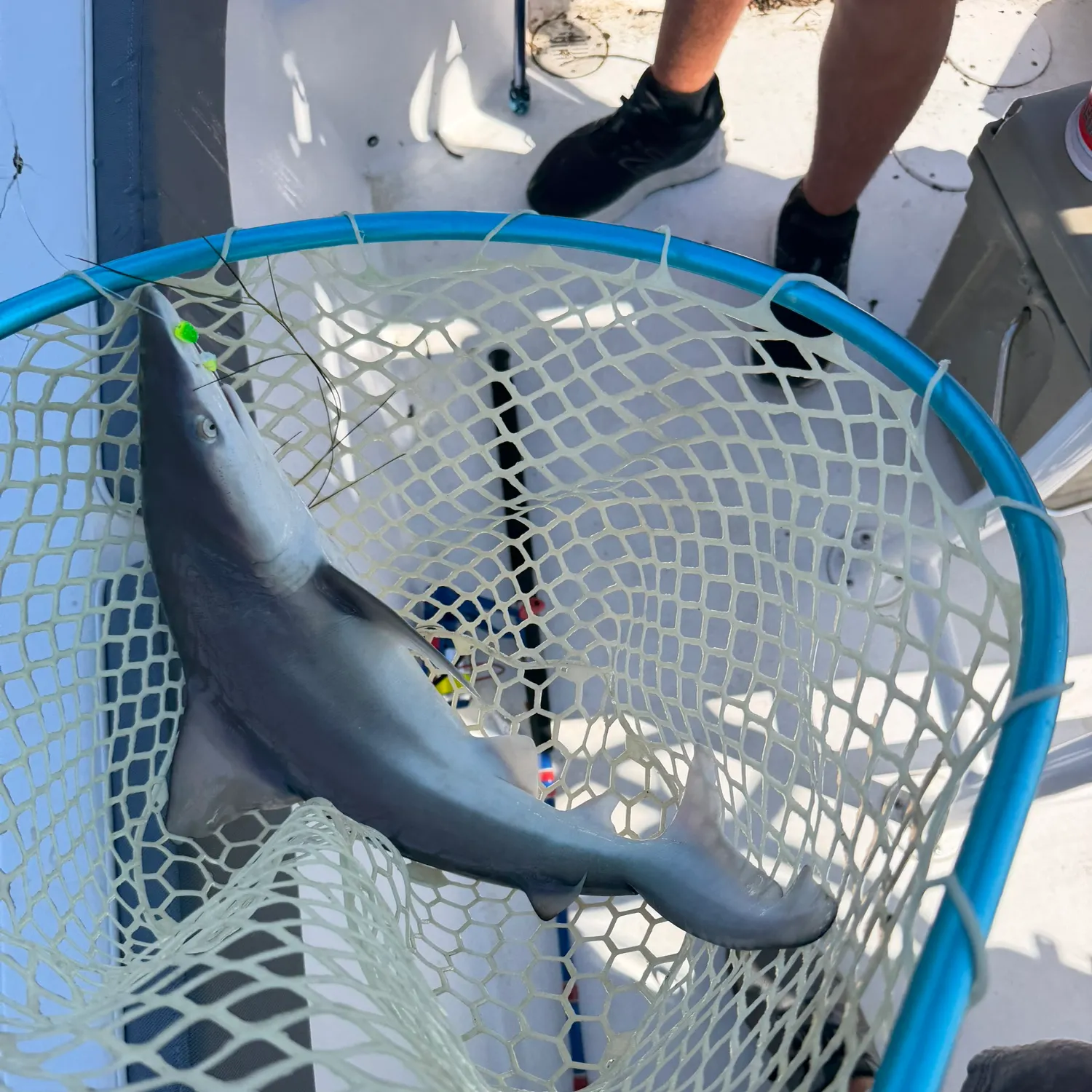 Atlantic sharpnose shark caught on Fishbrain