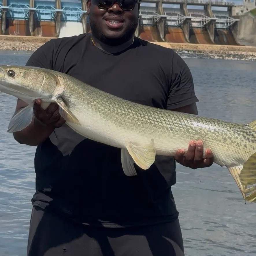 Alligator gar caught on Fishbrain