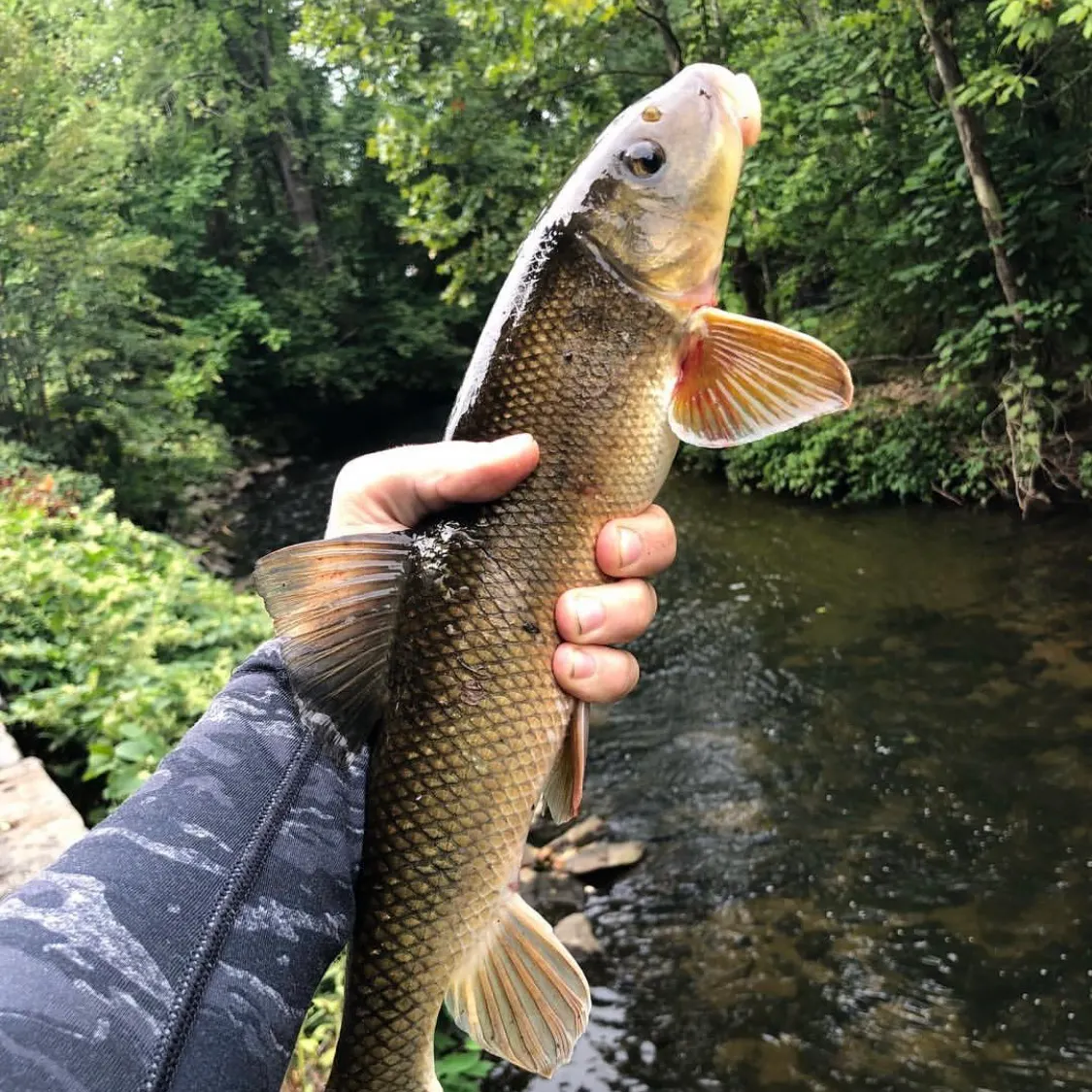The most recent White sucker catches on Fishbrain