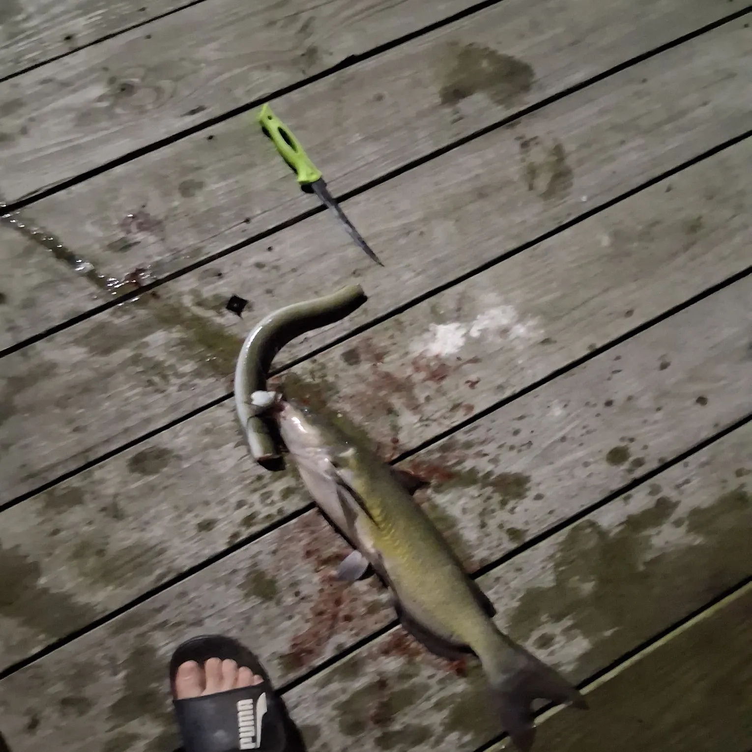 Channel catfish caught on Fishbrain