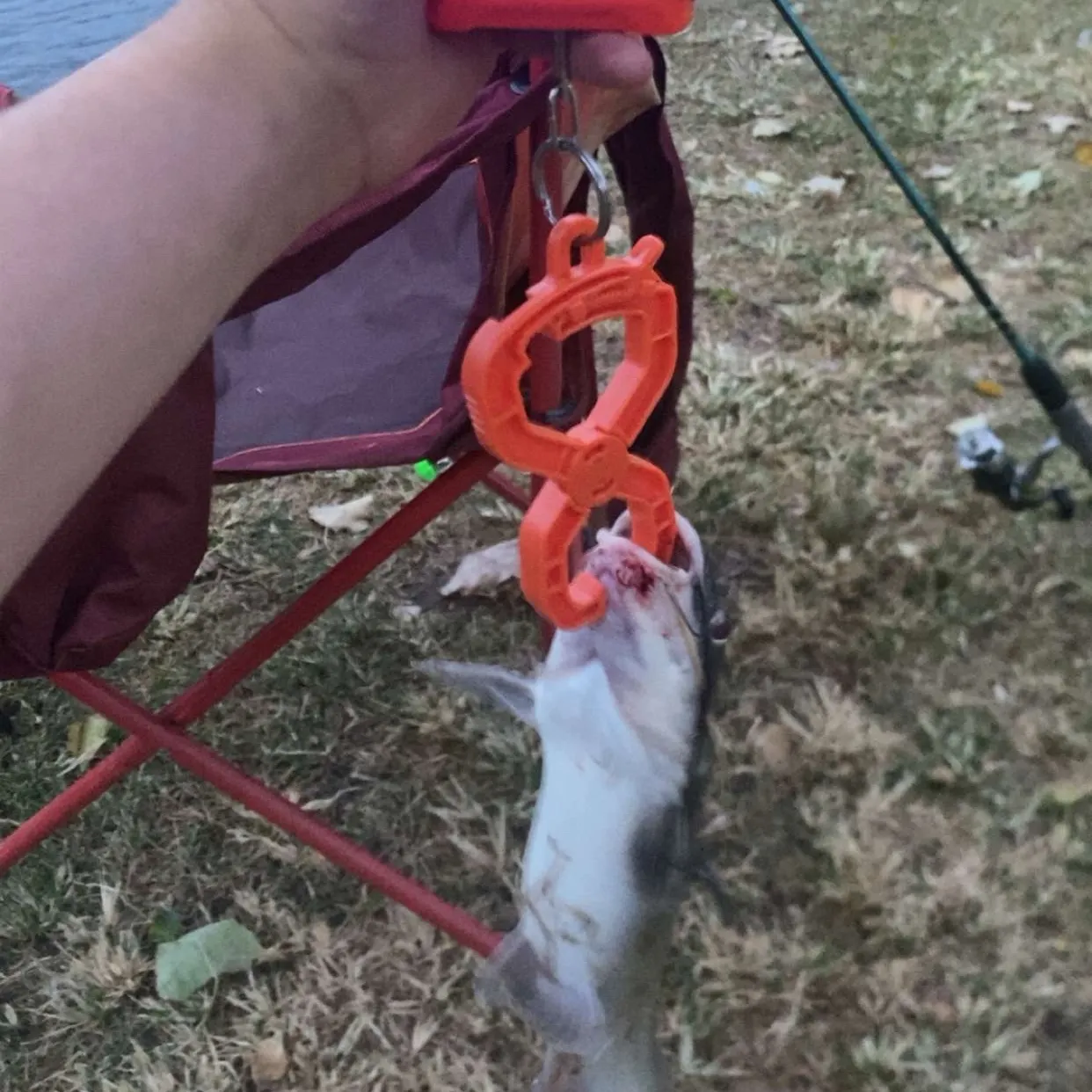 Channel catfish caught on Fishbrain