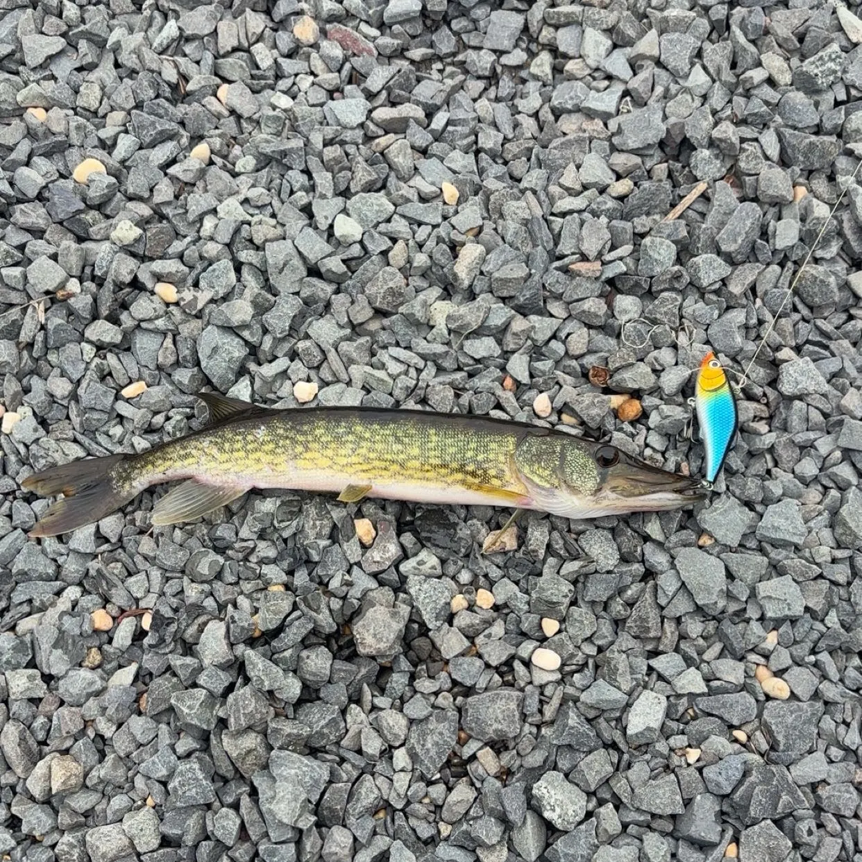 Chain pickerel caught on Fishbrain