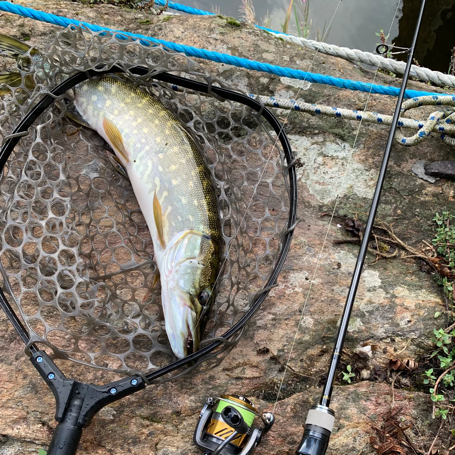 Northern pike caught on Fishbrain