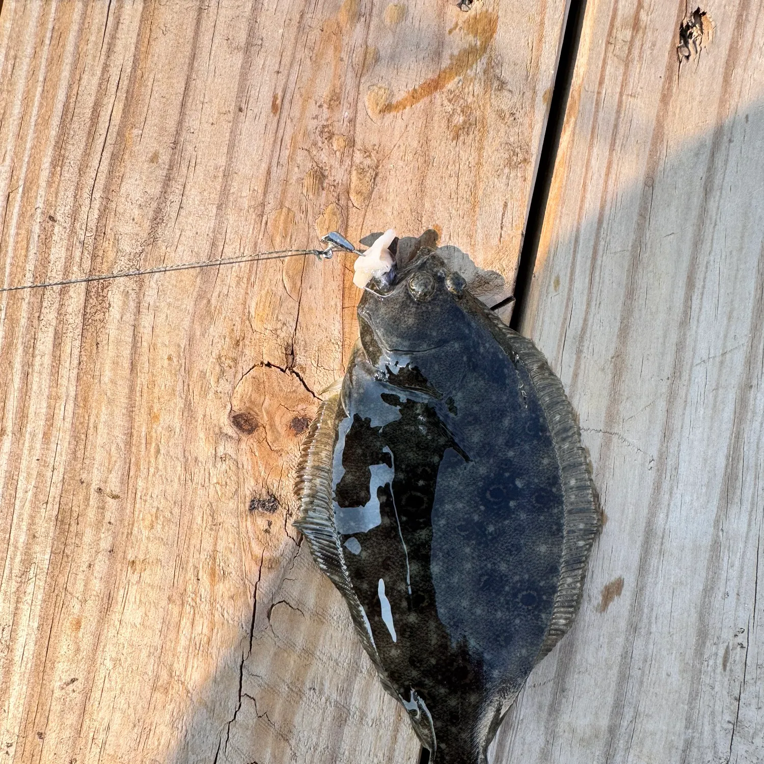 Summer flounder caught on Fishbrain