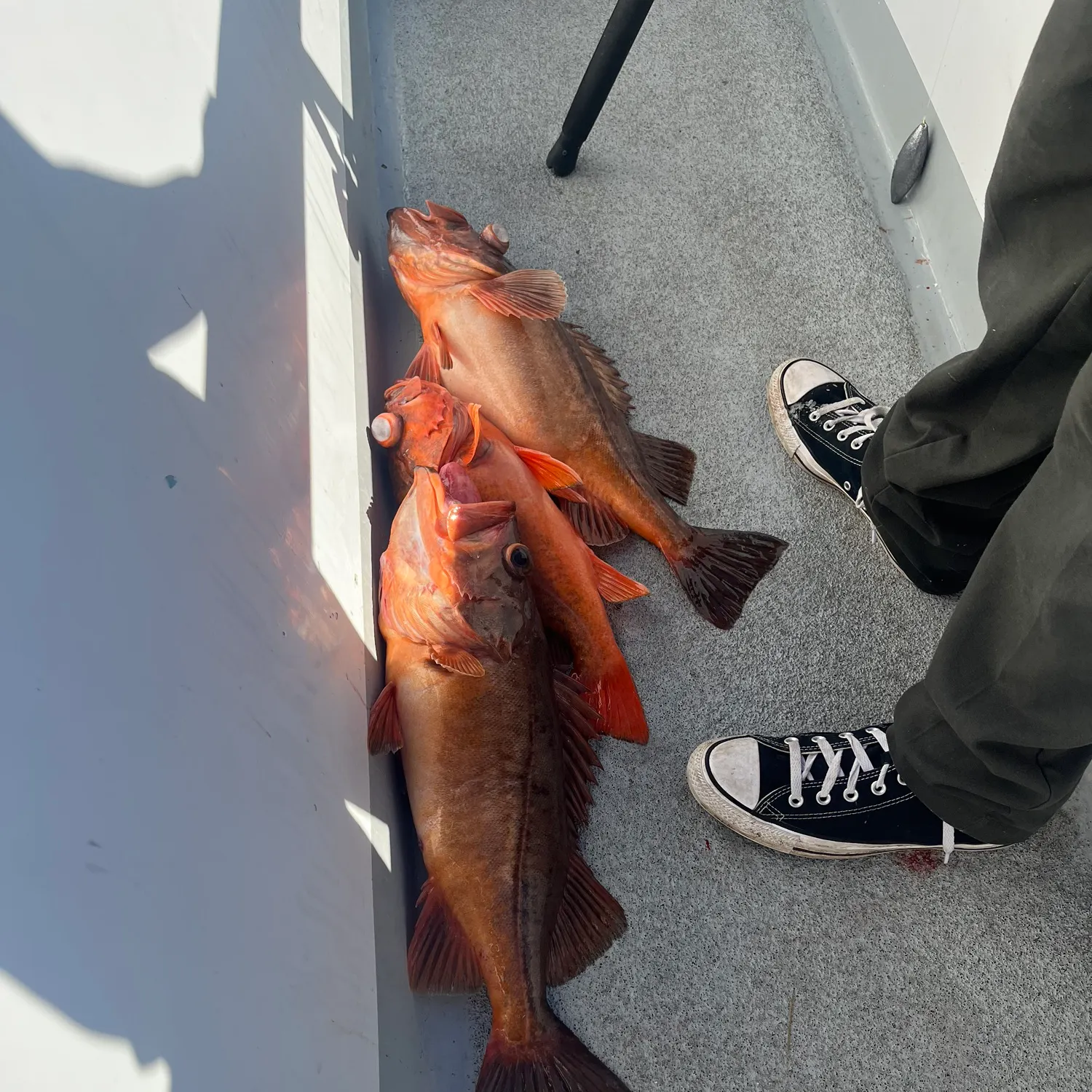 recently logged catches