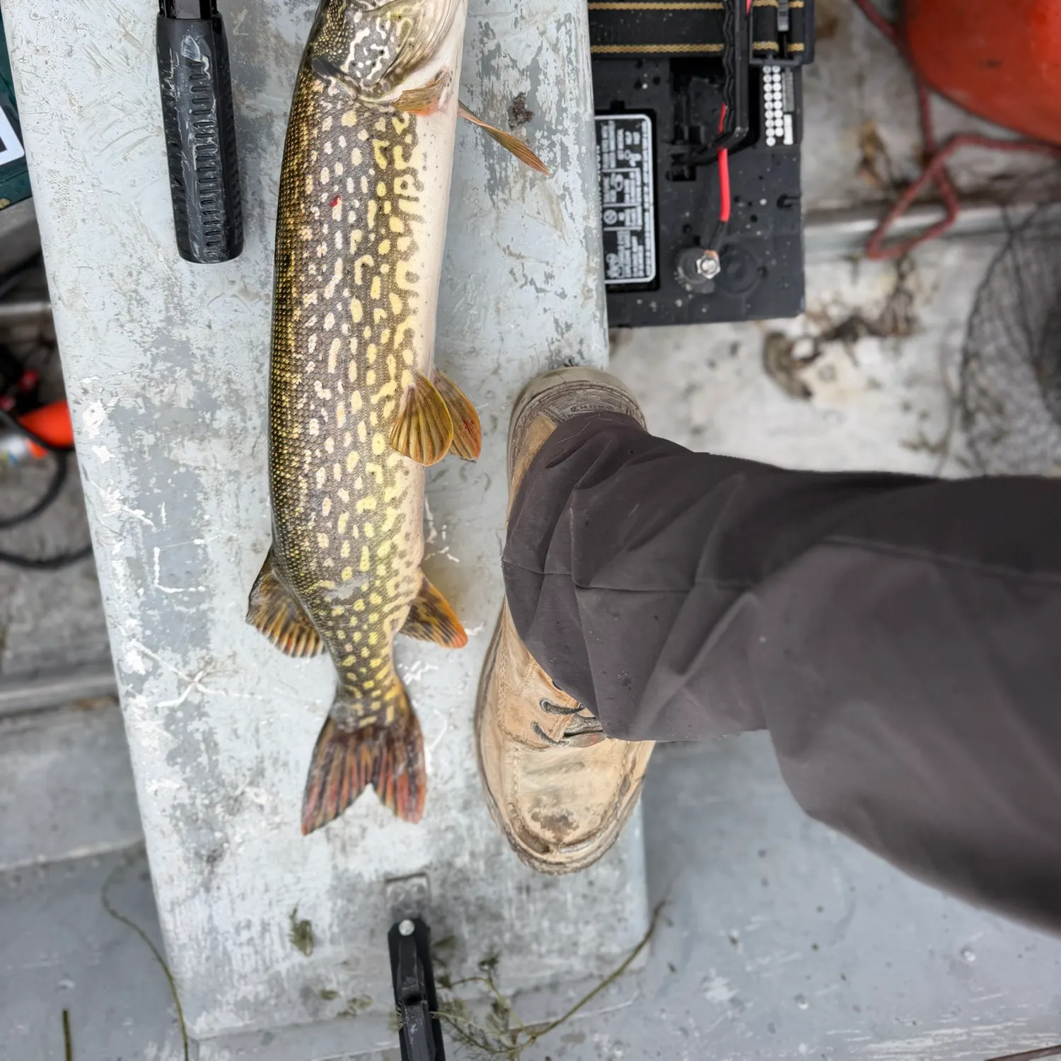Northern pike caught on Fishbrain