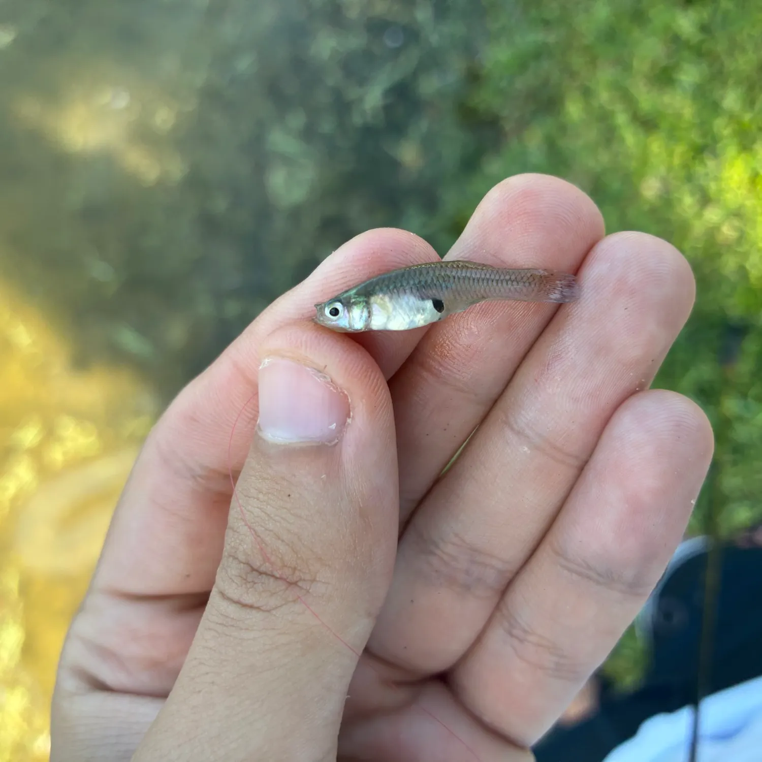 Eastern mosquitofish caught on Fishbrain