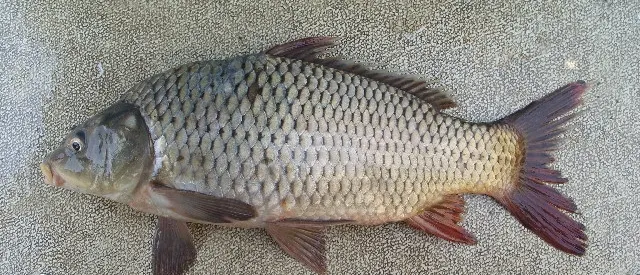 Amur carp