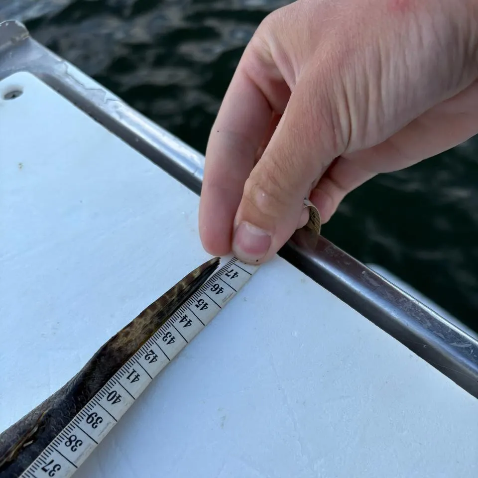 The most recent Dusky flathead catches on Fishbrain