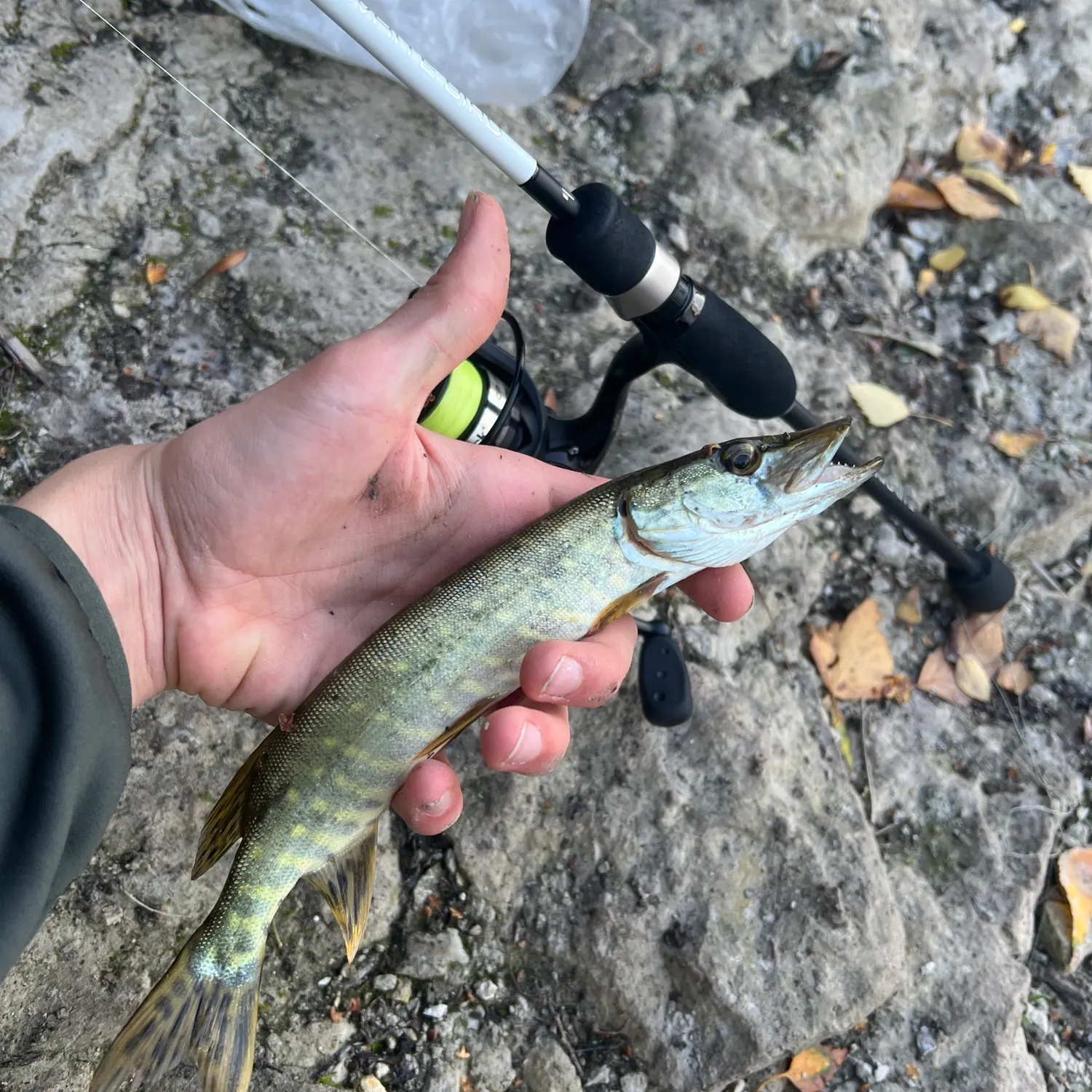Northern pike caught on Fishbrain