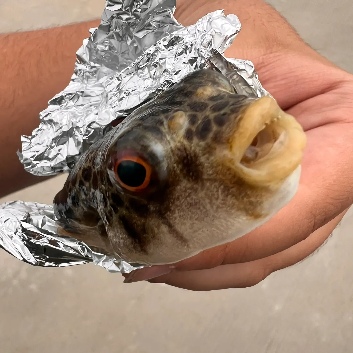 The most recent Smooth toadfish catches on Fishbrain