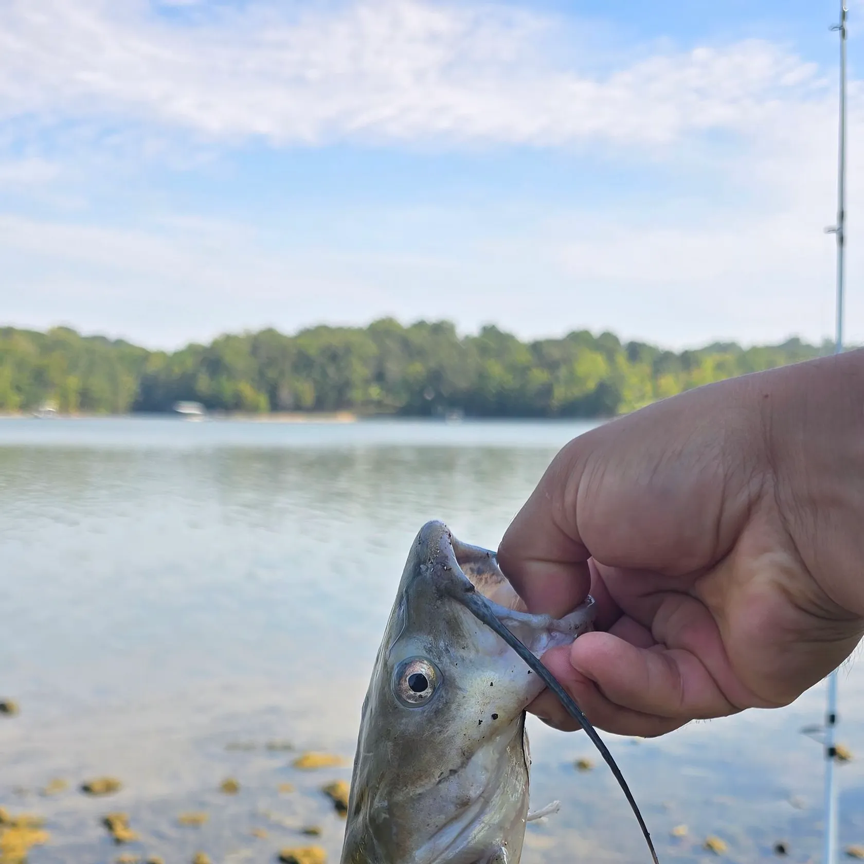 Channel catfish caught on Fishbrain