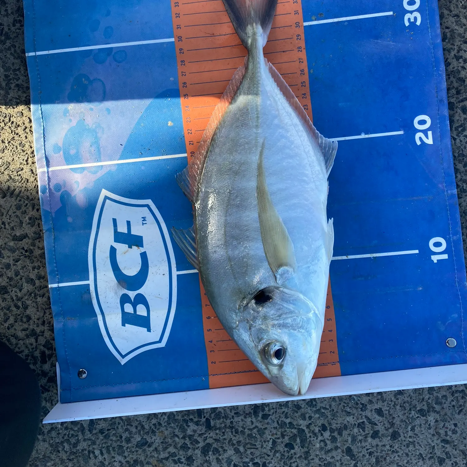The most recent White trevally catches on Fishbrain