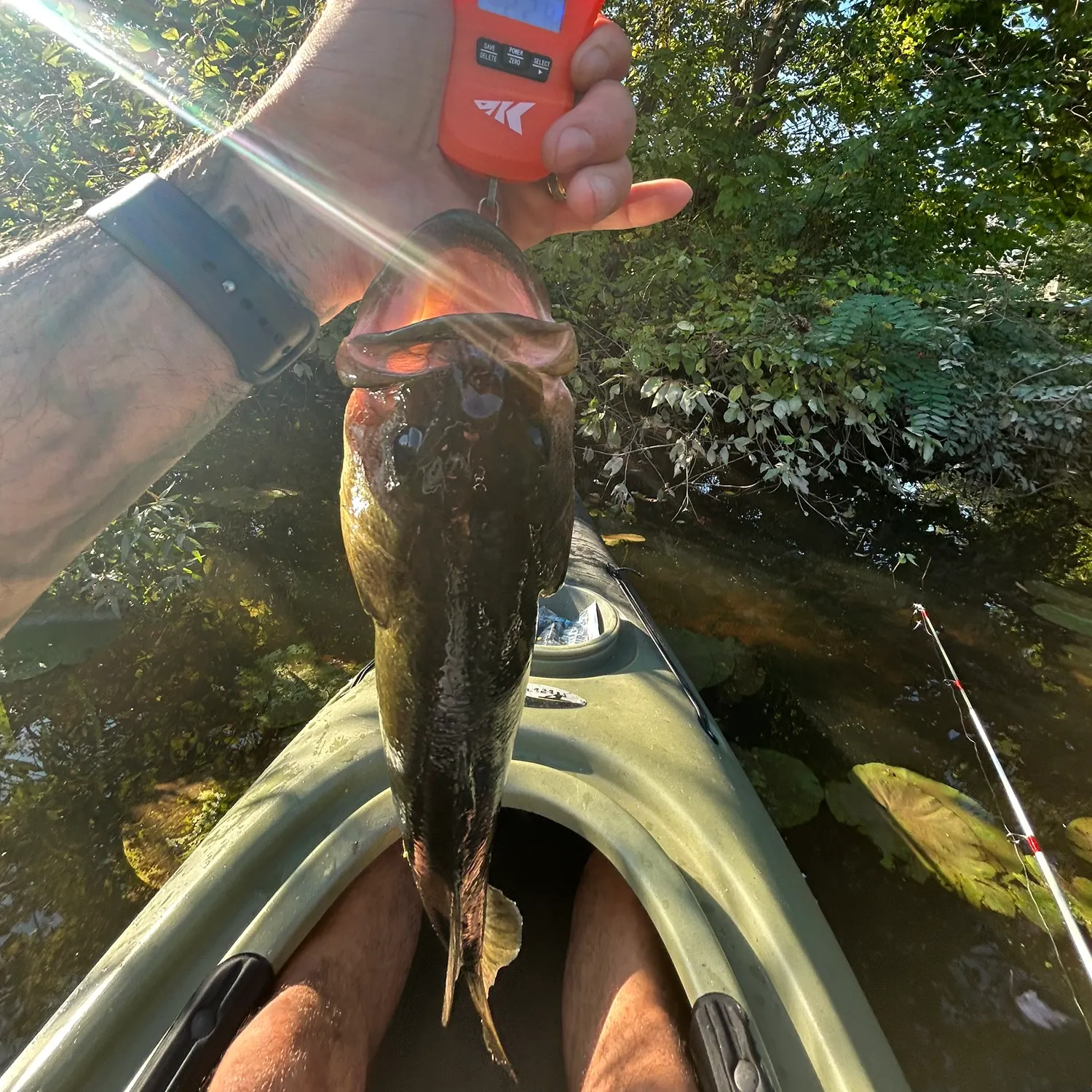 Fish caught on Fishbrain