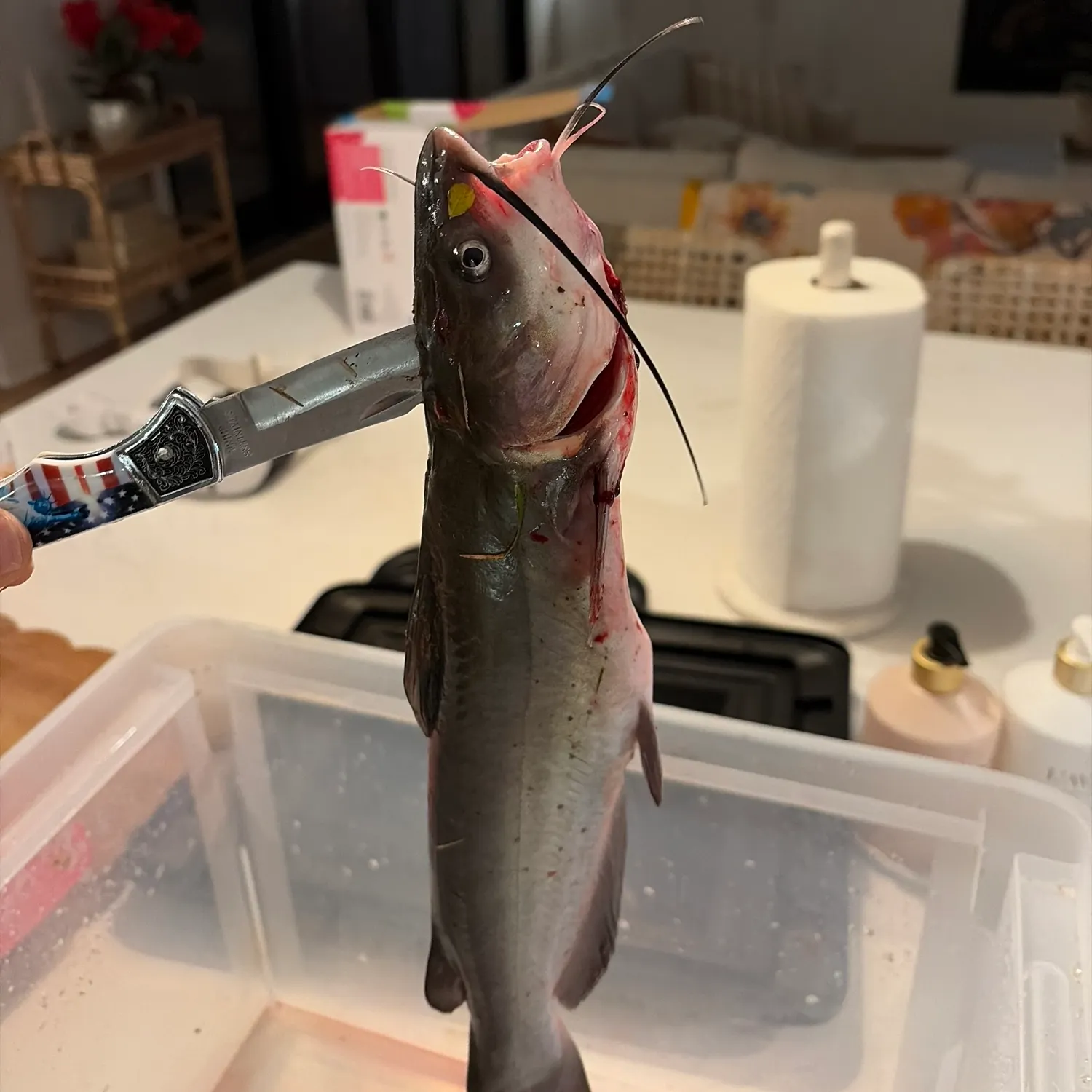 Channel catfish caught on Fishbrain