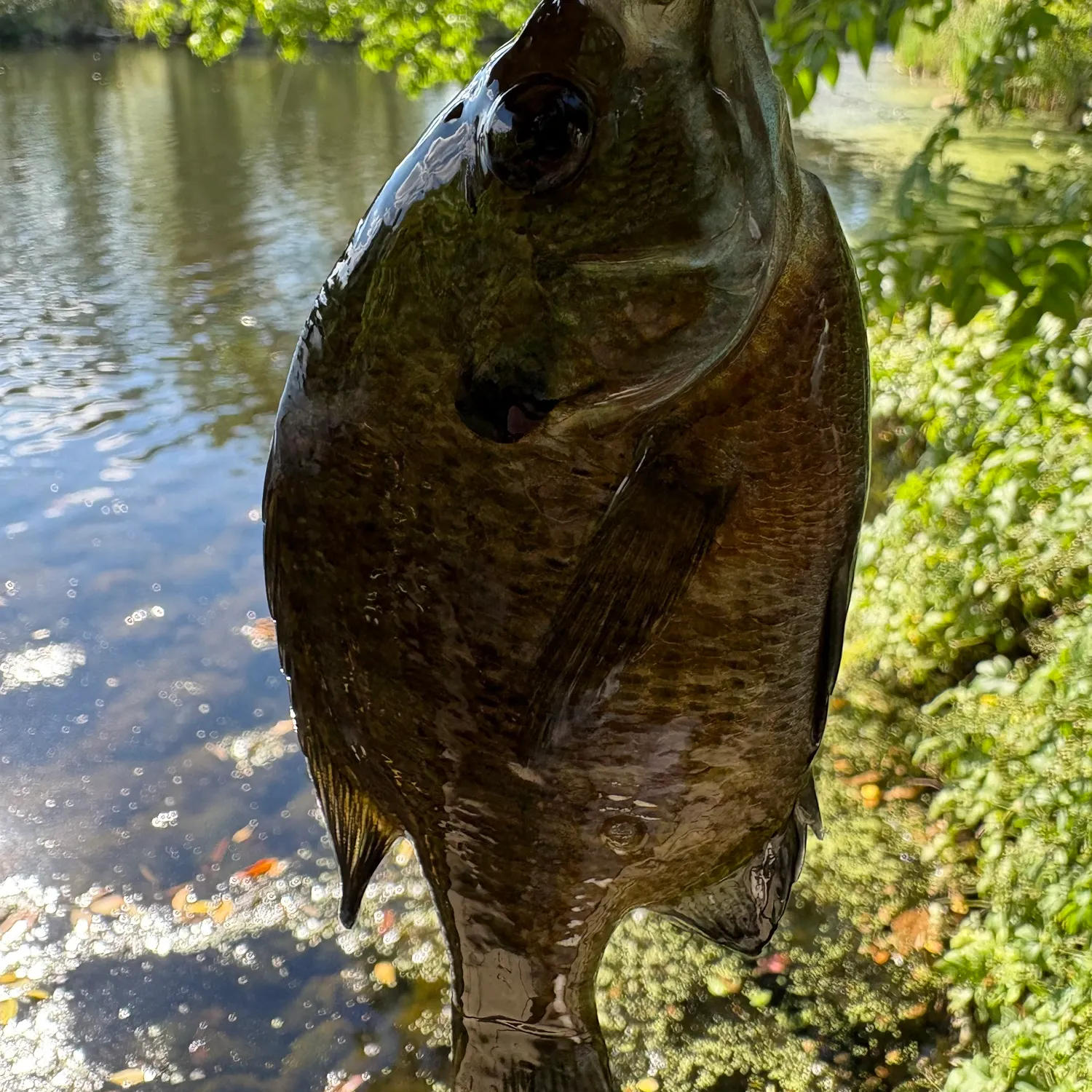 Bluegill caught on Fishbrain
